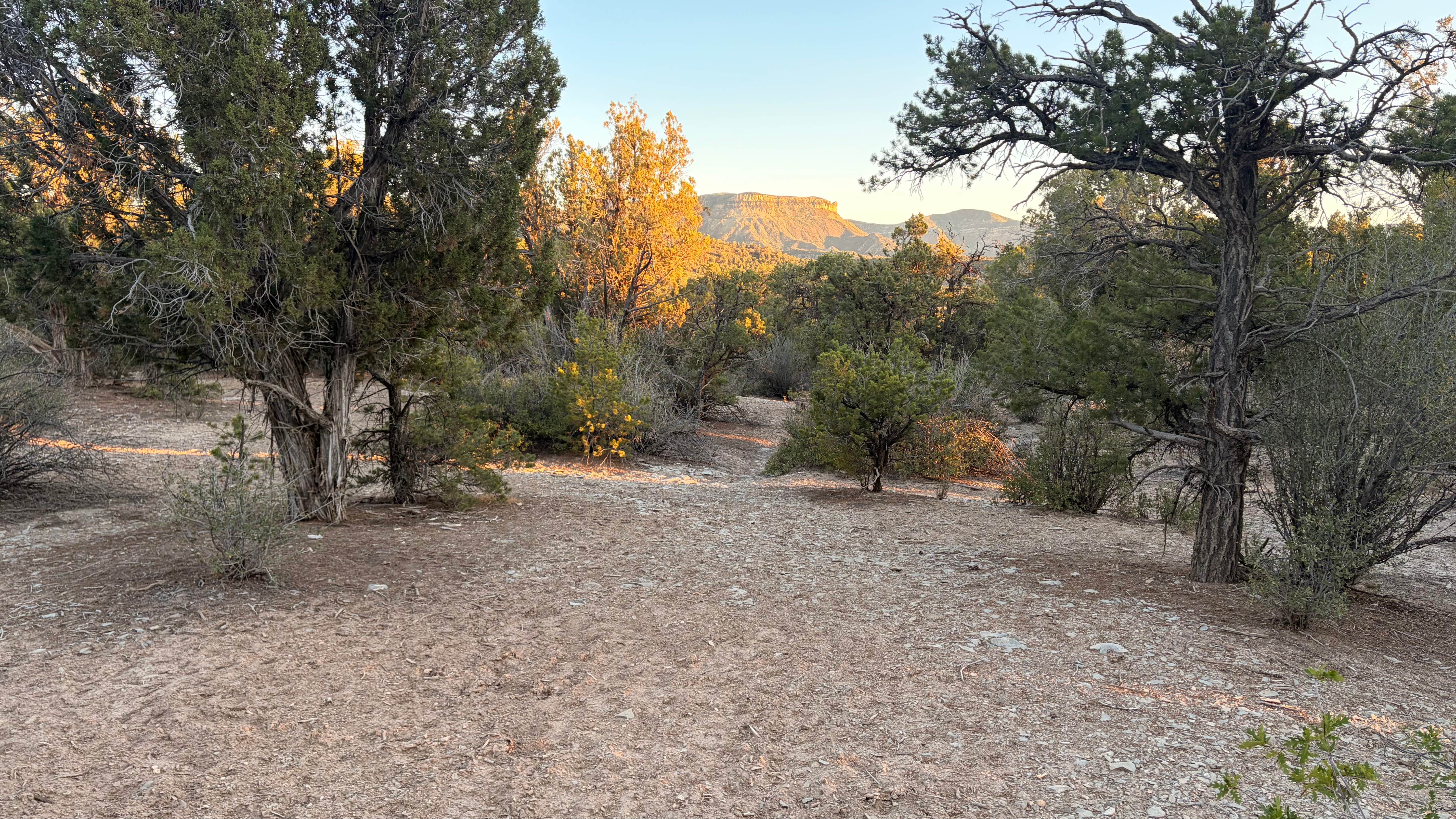 Camper-submitted photo at BLM across from Mesa Verde near Cortez, CO
