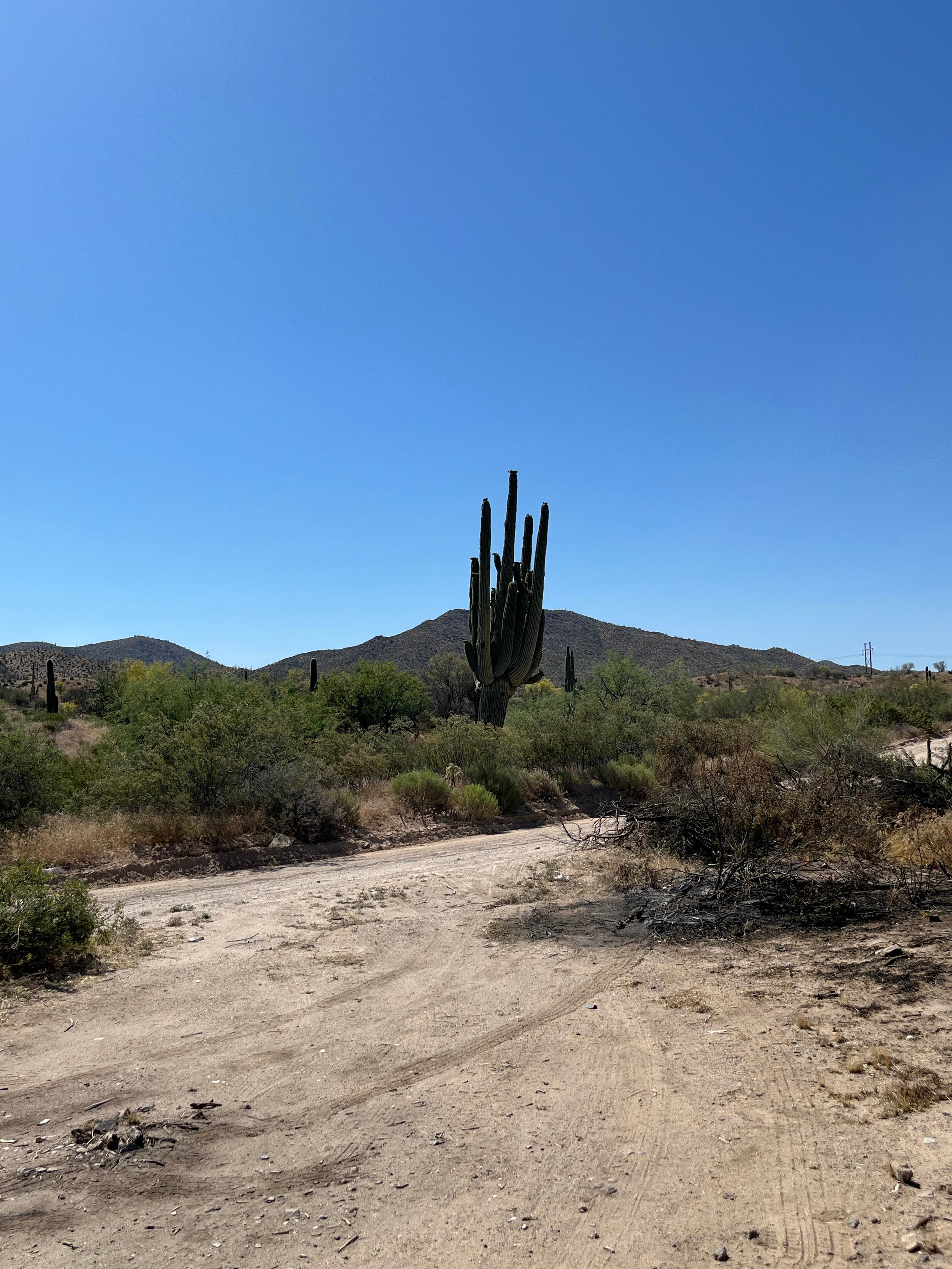 Camper submitted image from White Canyon Wilderness Dispersed - 2