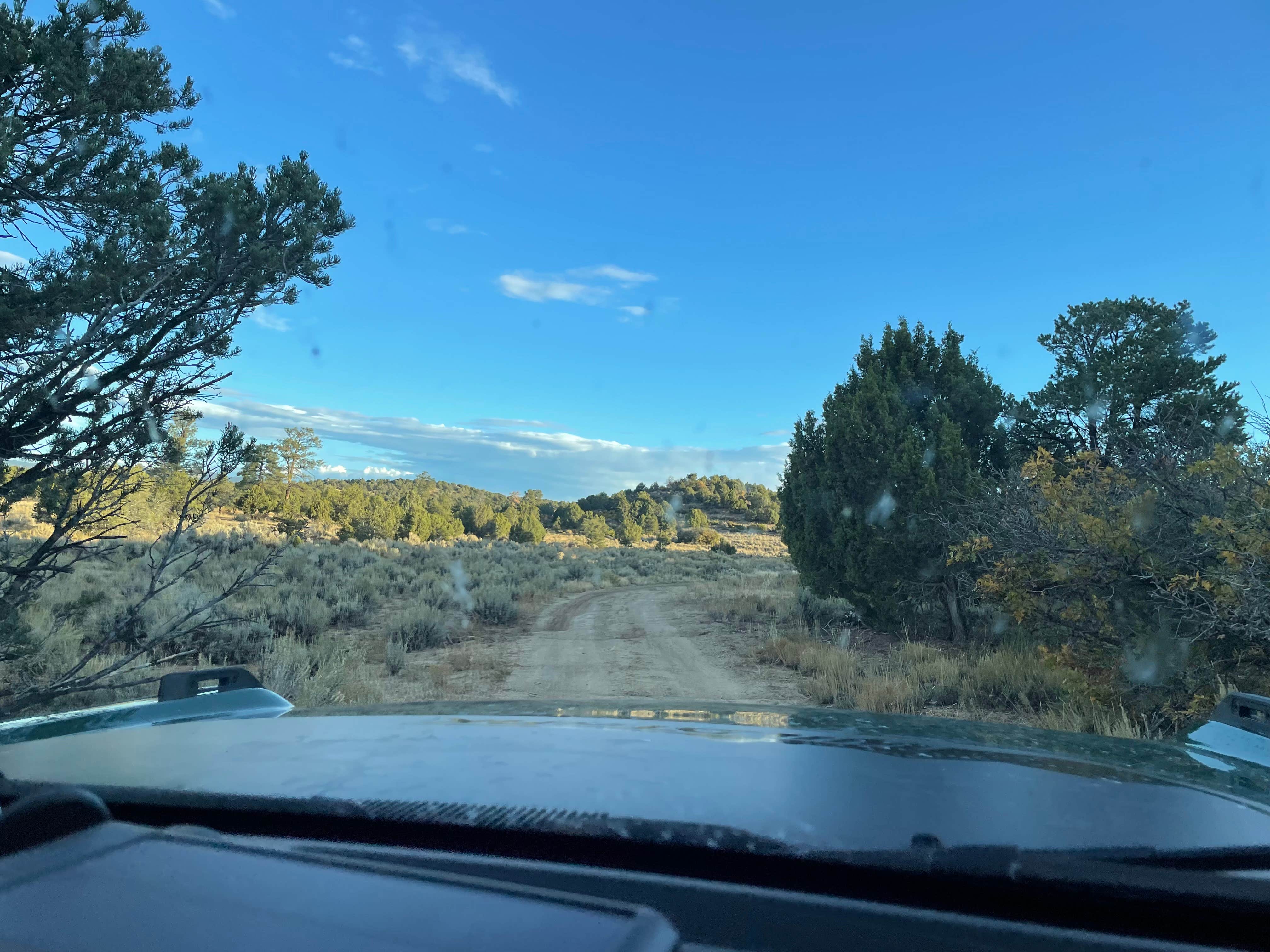 Angie A.'s photo of a dispersed camping area at Bayfield/Durango Dispersed Camping near Blanco, NM