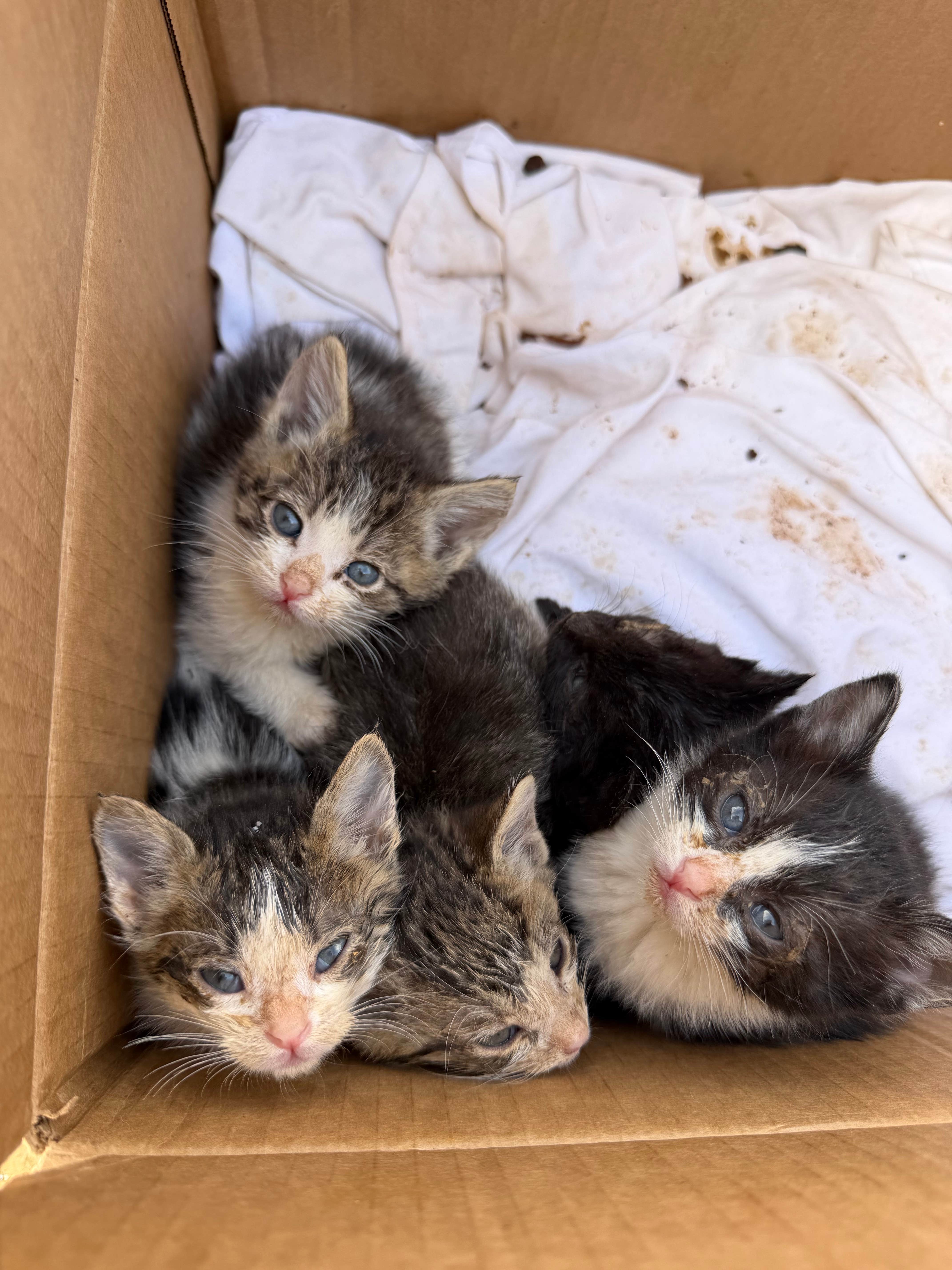 Camper-submitted photo at Bell Mountain Road near Yermo, CA