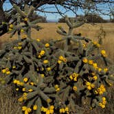 Review photo of Cieneguita Dispersed Camping Area - Las Cienegas National Conservation Area by Christie S., December 8, 2025