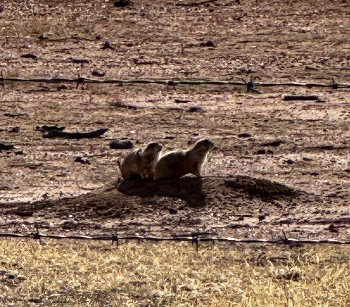 Christopher F.'s photo of camping with pets at Cieneguita Dispersed Camping Area - Las Cienegas National Conservation Area near Saguaro National Park