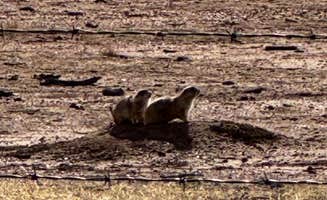 Christopher F.'s photo of camping with pets at Cieneguita Dispersed Camping Area - Las Cienegas National Conservation Area near Benson, AZ