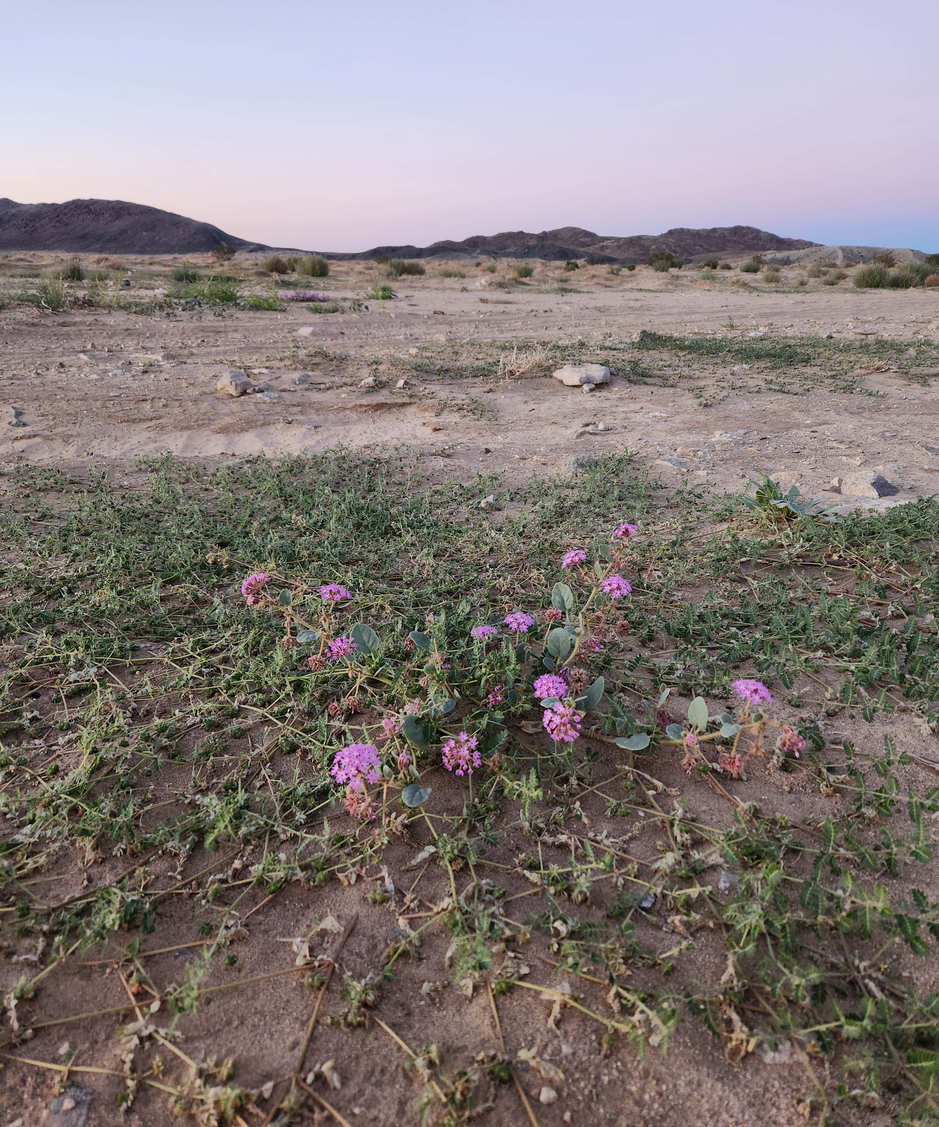 Camper-submitted photo at BLM Dispersed Camping at Joshua Tree near Twentynine Palms, CA