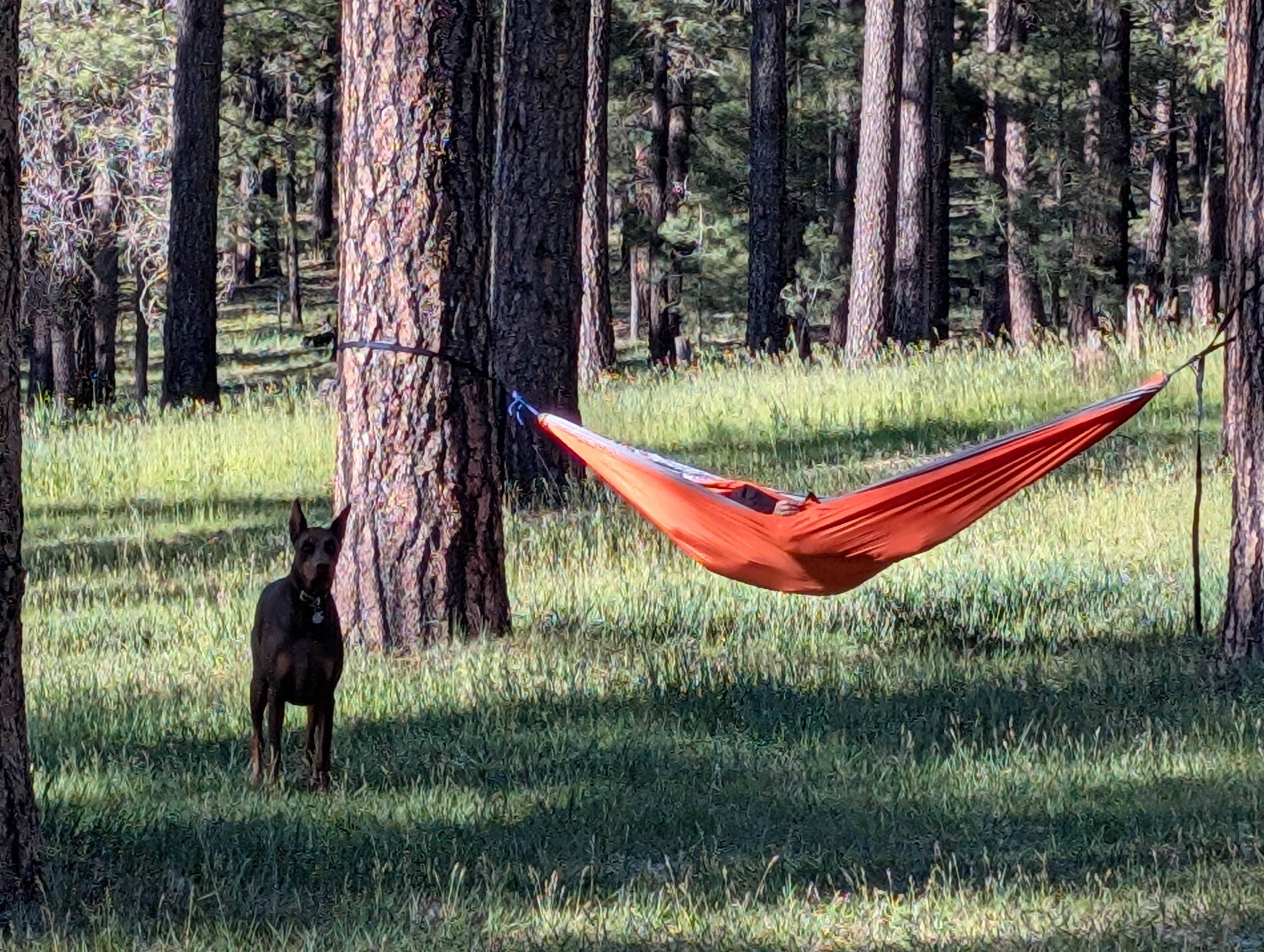 Camper-submitted photo at Lake Mary Road - National Forest Dispersed Camping near Winslow, AZ