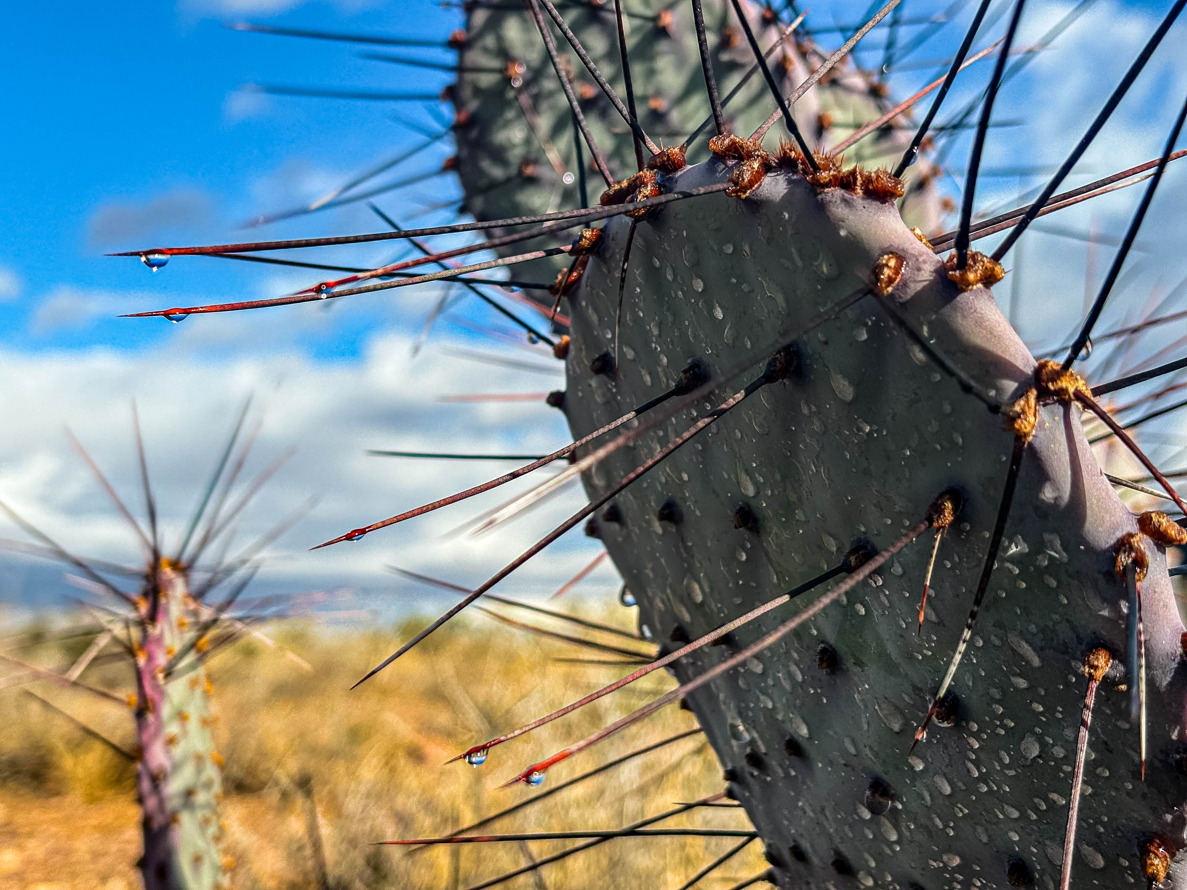 Camper-submitted photo at BLM Dispersed camping along B059 New Mexico near Chamberino, NM