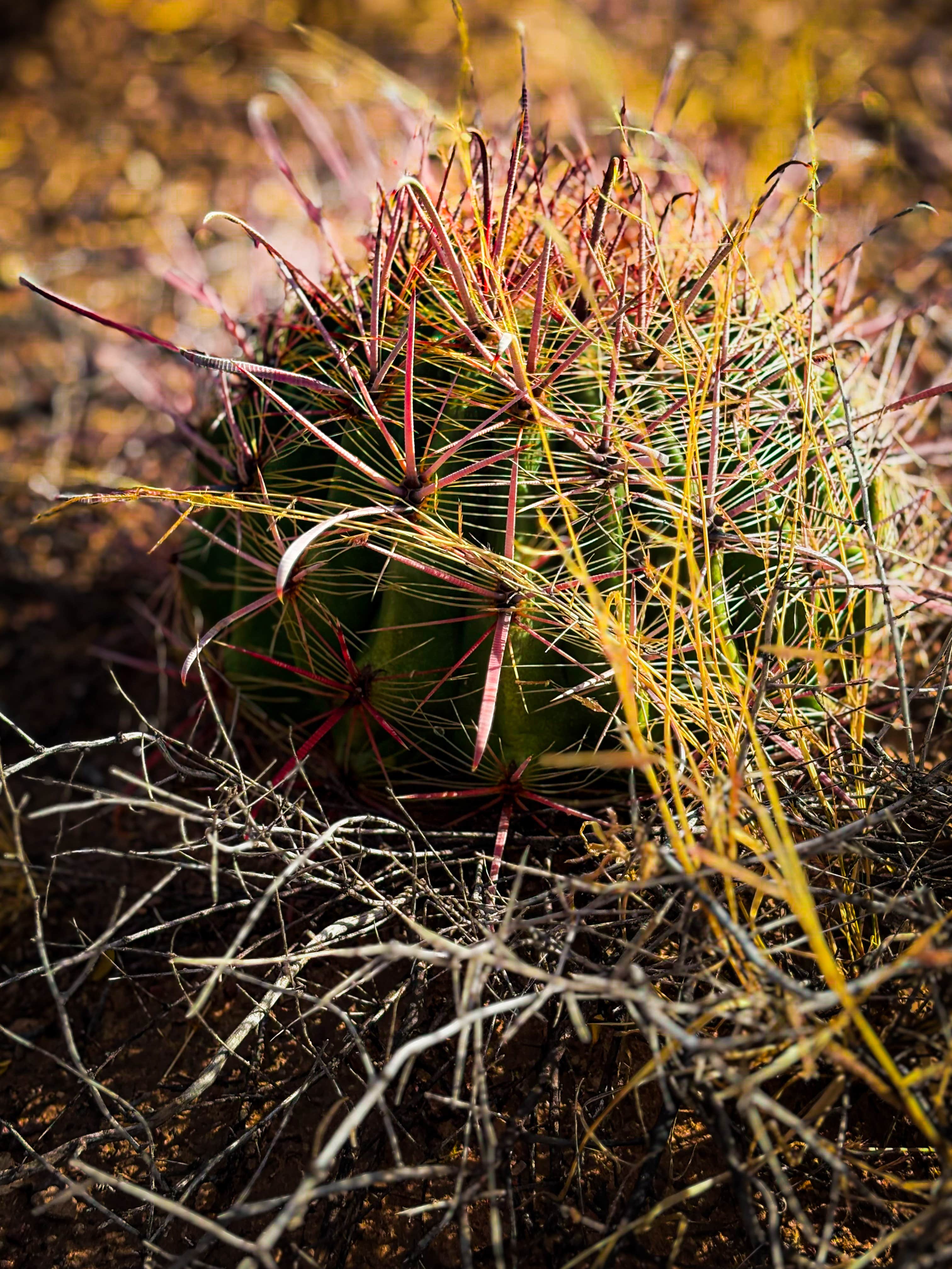 Camper-submitted photo at BLM Dispersed camping along B059 New Mexico near Chamberino, NM