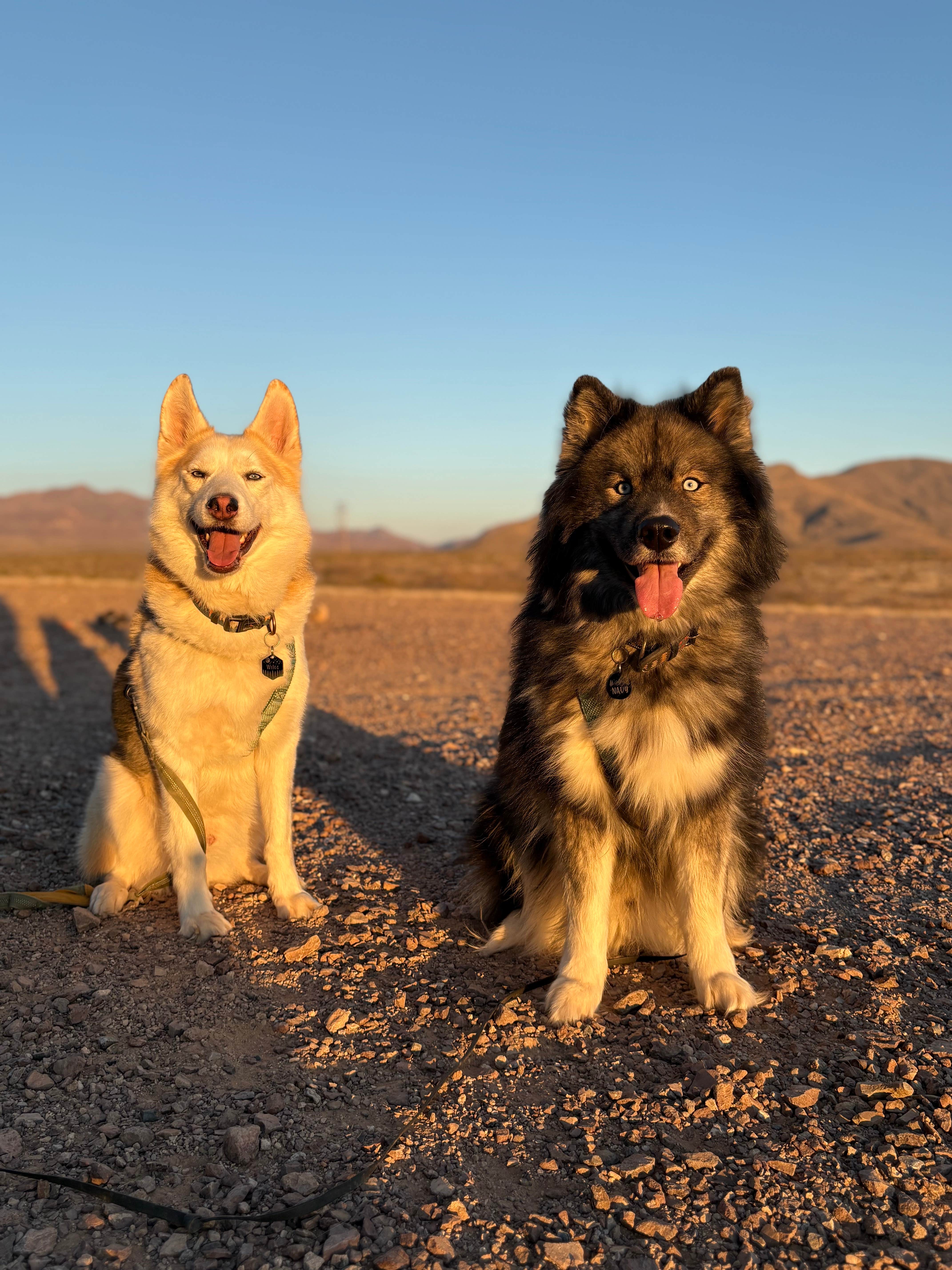 Sierra Y.'s photo of camping with pets at BLM Dispersed camping along B059 New Mexico near Mesilla, NM