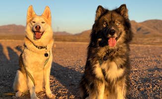 Sierra Y.'s photo of camping with pets at BLM Dispersed camping along B059 New Mexico near El Paso, TX