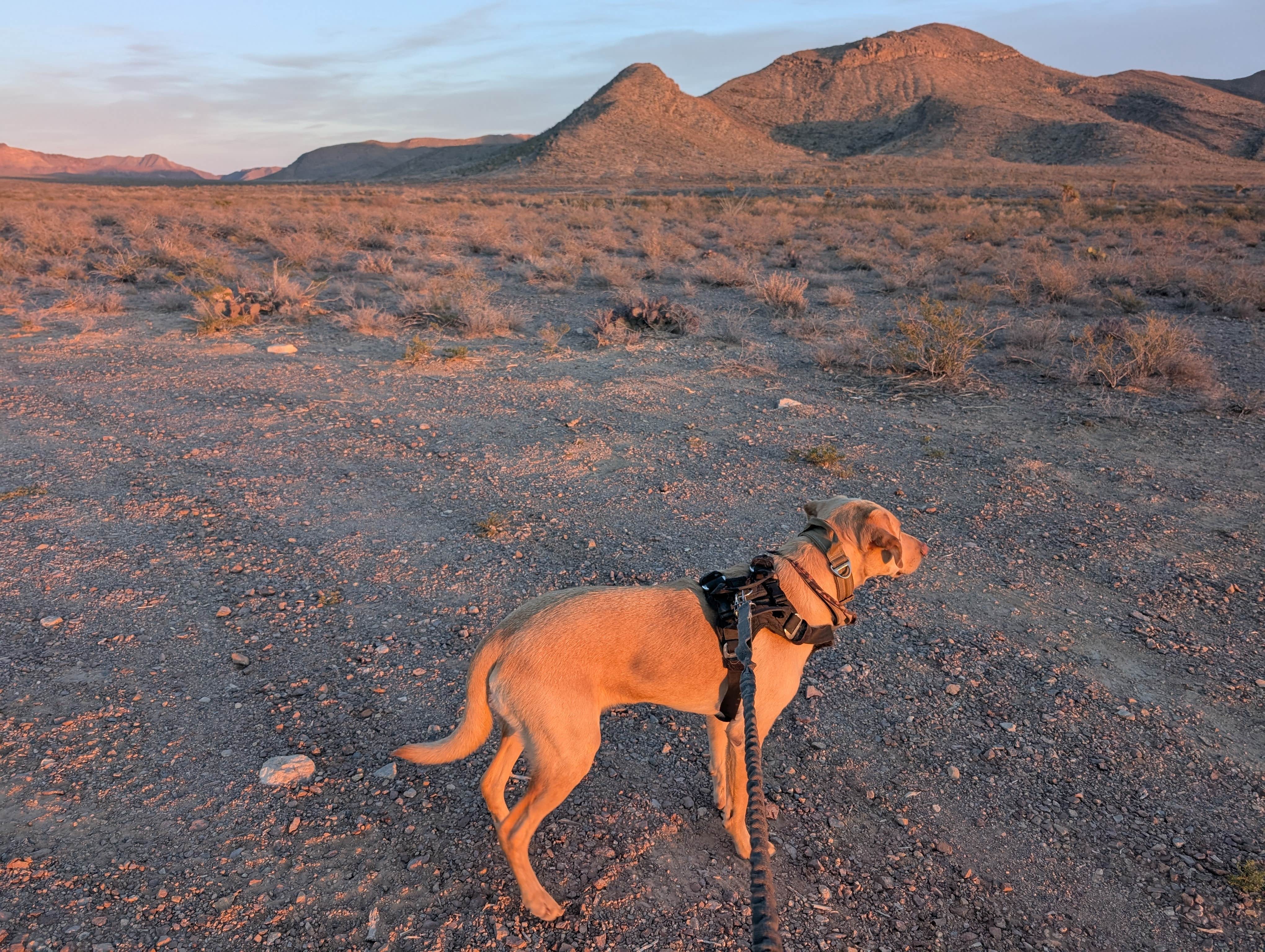 Rick M.'s photo of camping with pets at BLM Dispersed camping along B059 New Mexico near Clint, TX