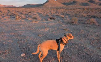 Rick M.'s photo of camping with pets at BLM Dispersed camping along B059 New Mexico near Socorro, TX