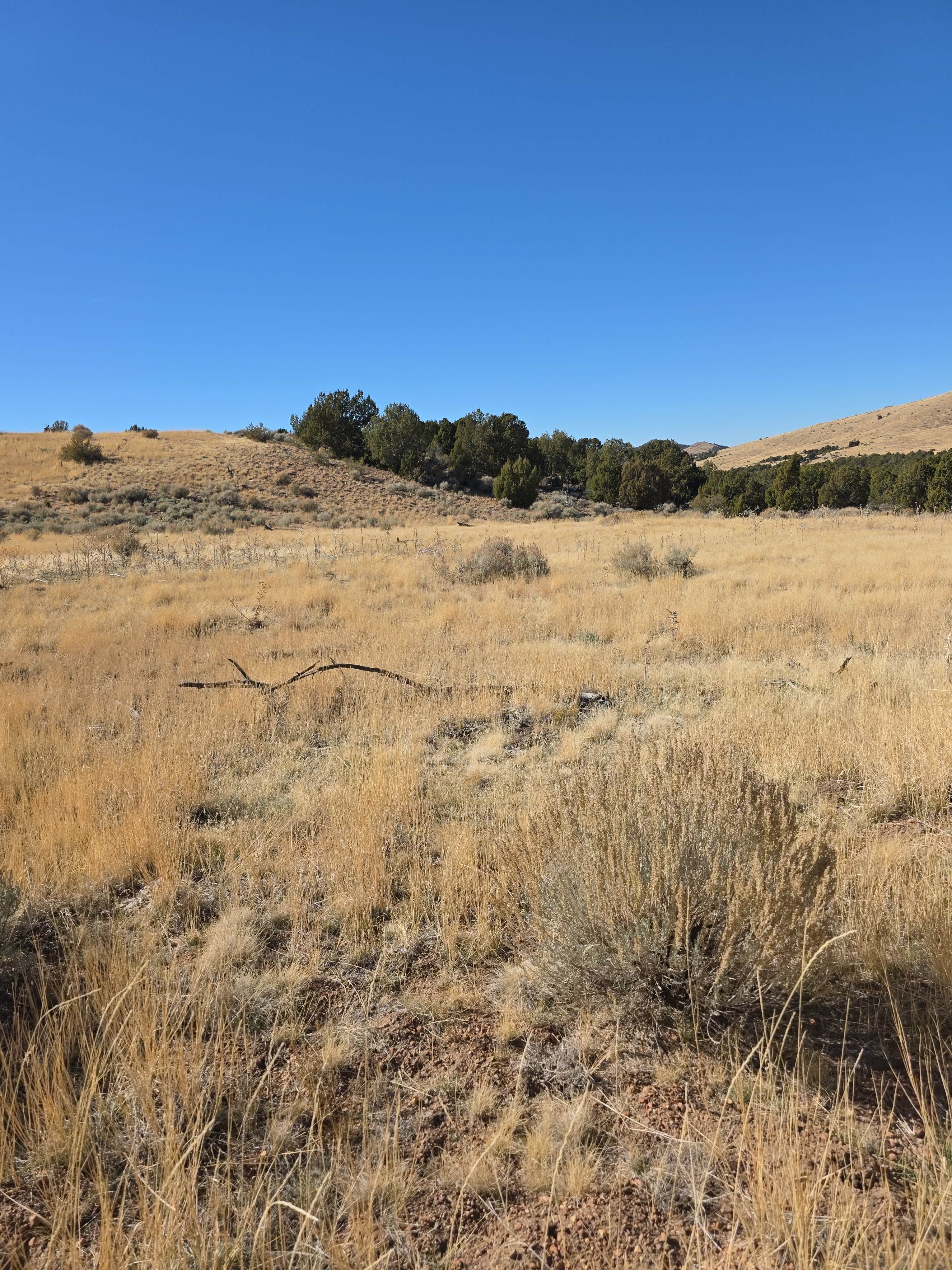 Camper submitted image from BLM DISPERSED - 1