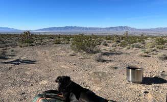 Hunter P.'s photo of camping with pets at Wheeler Pass Road Dispersed near Mount Charleston, NV