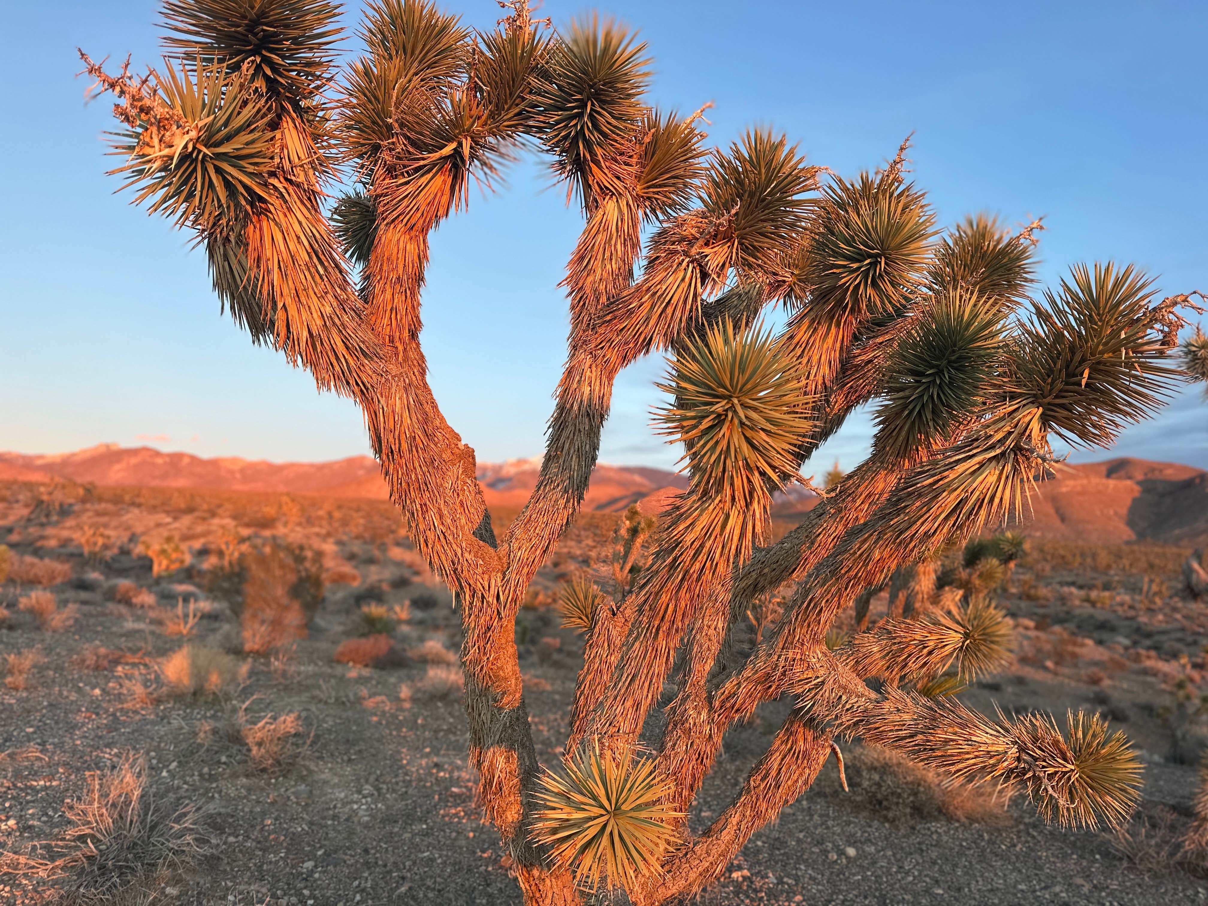 Camper-submitted photo at Wheeler Pass Road Dispersed near Mount Charleston, NV