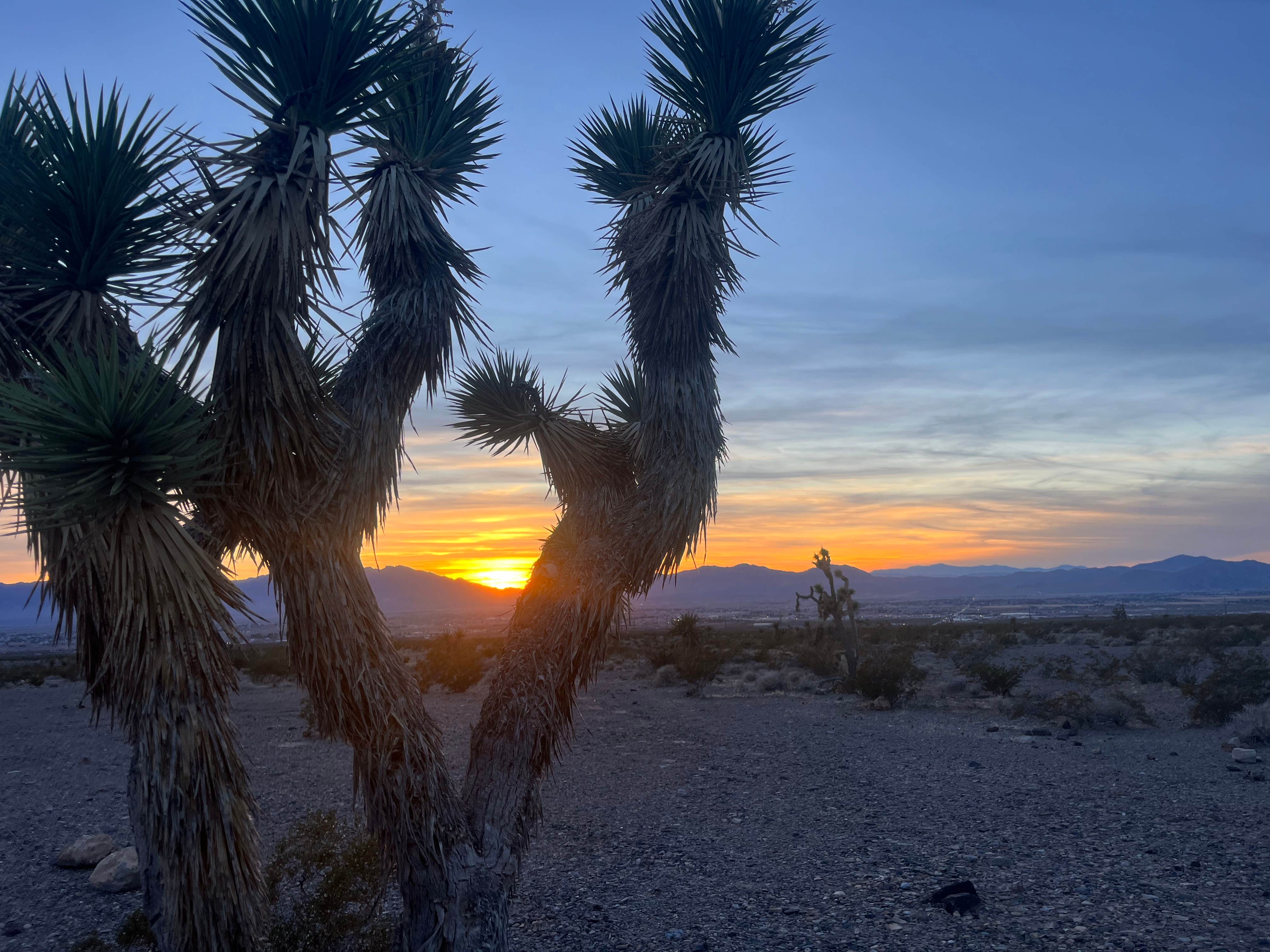 Sarah M.'s photo of a dispersed camping area at Wheeler Pass Road Dispersed near Mount Charleston, NV