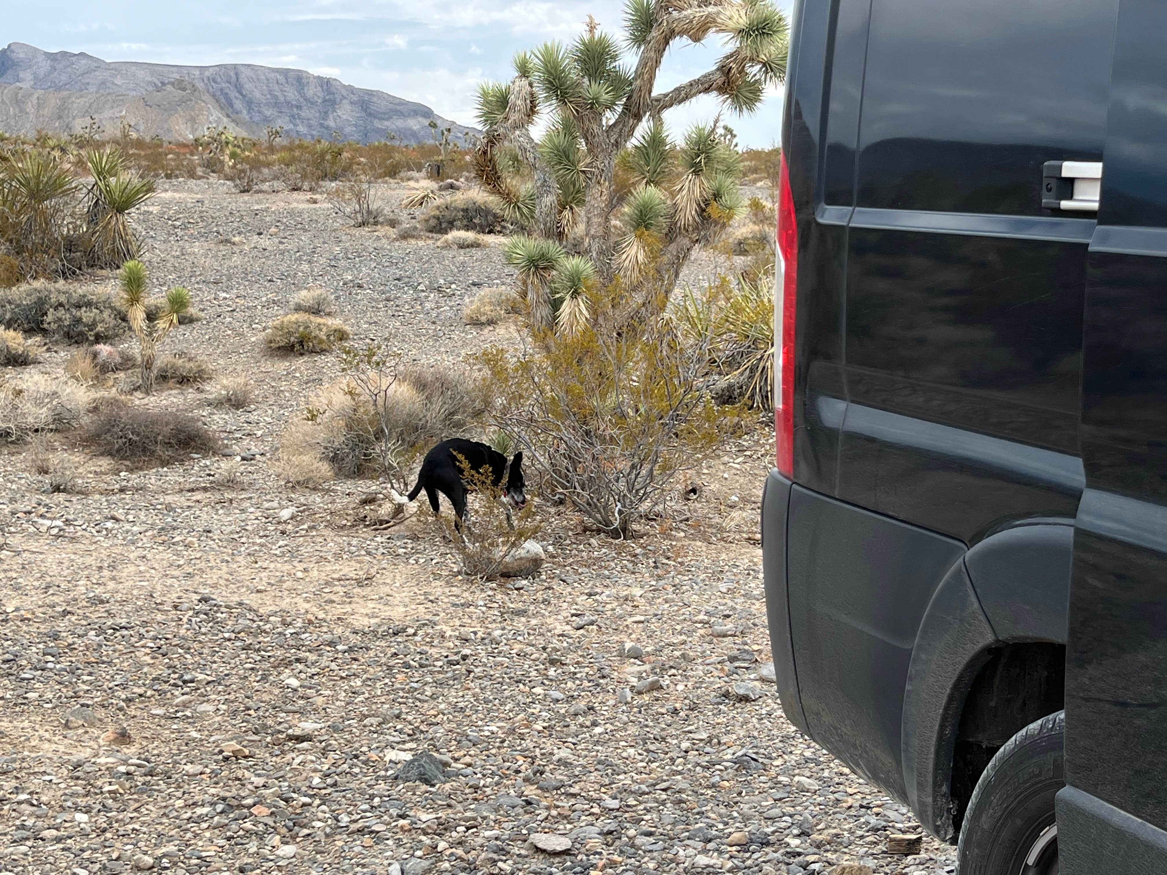 Michelle R.'s photo of camping with pets at Wheeler Pass Road Dispersed near Tecopa, CA