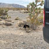 Review photo of Wheeler Pass Road Dispersed by Michelle R., October 10, 2025