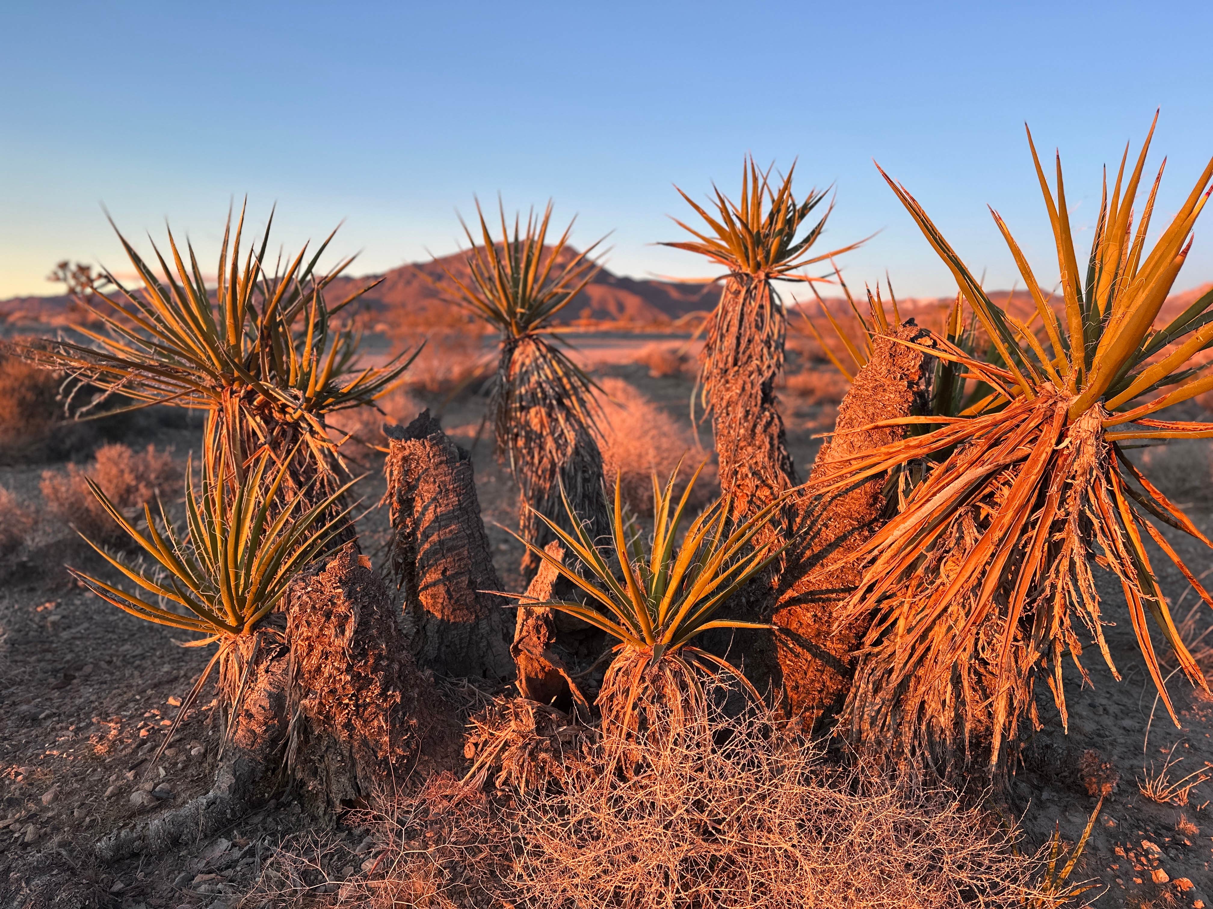 Camper-submitted photo at Wheeler Pass Road Dispersed near Mount Charleston, NV