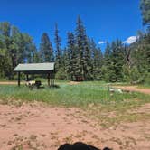 Review photo of Fall Creek Campsite by Holly B., July 3, 2024