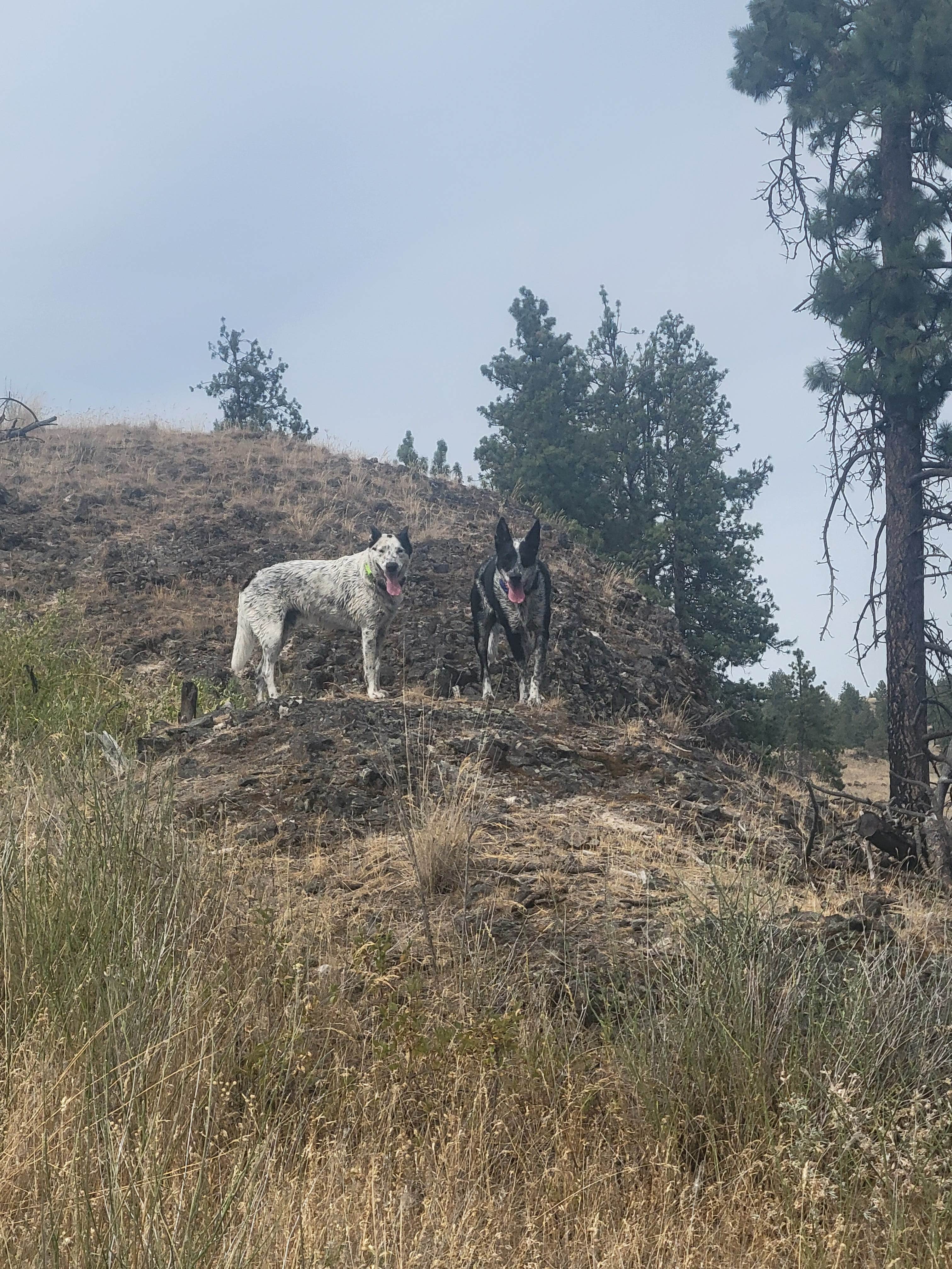 goose10091203's photo of camping with pets at Fishtrap Recreation Area near Steptoe, WA