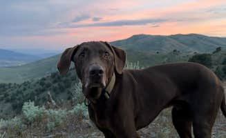 Sarah B.'s photo of camping with pets at BLM FLATTOP near Silver Springs, NV