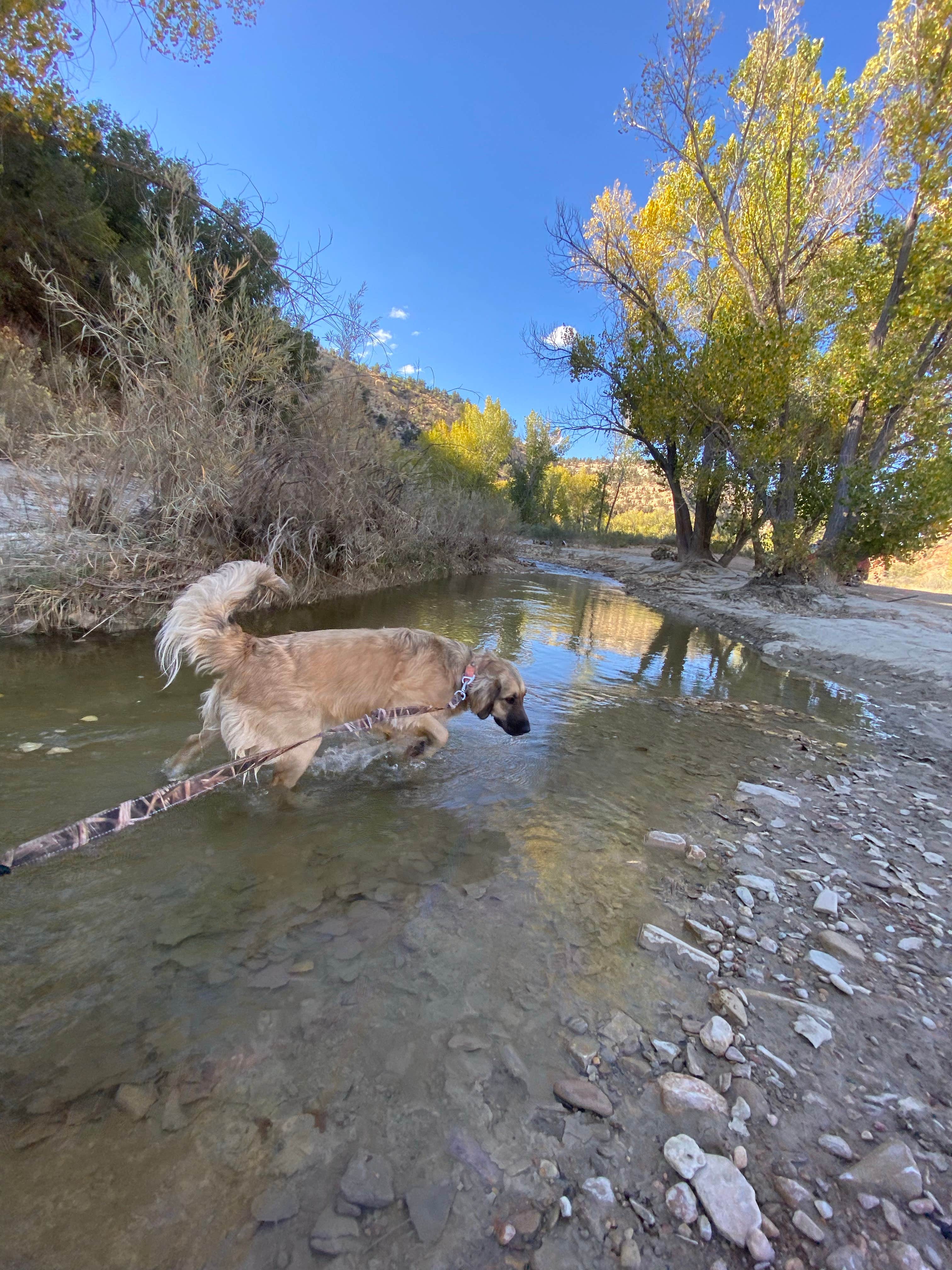 Imerie T.'s photo of camping with pets at Horse Camp Near Belly of the Dragon Trail near Kanab, UT