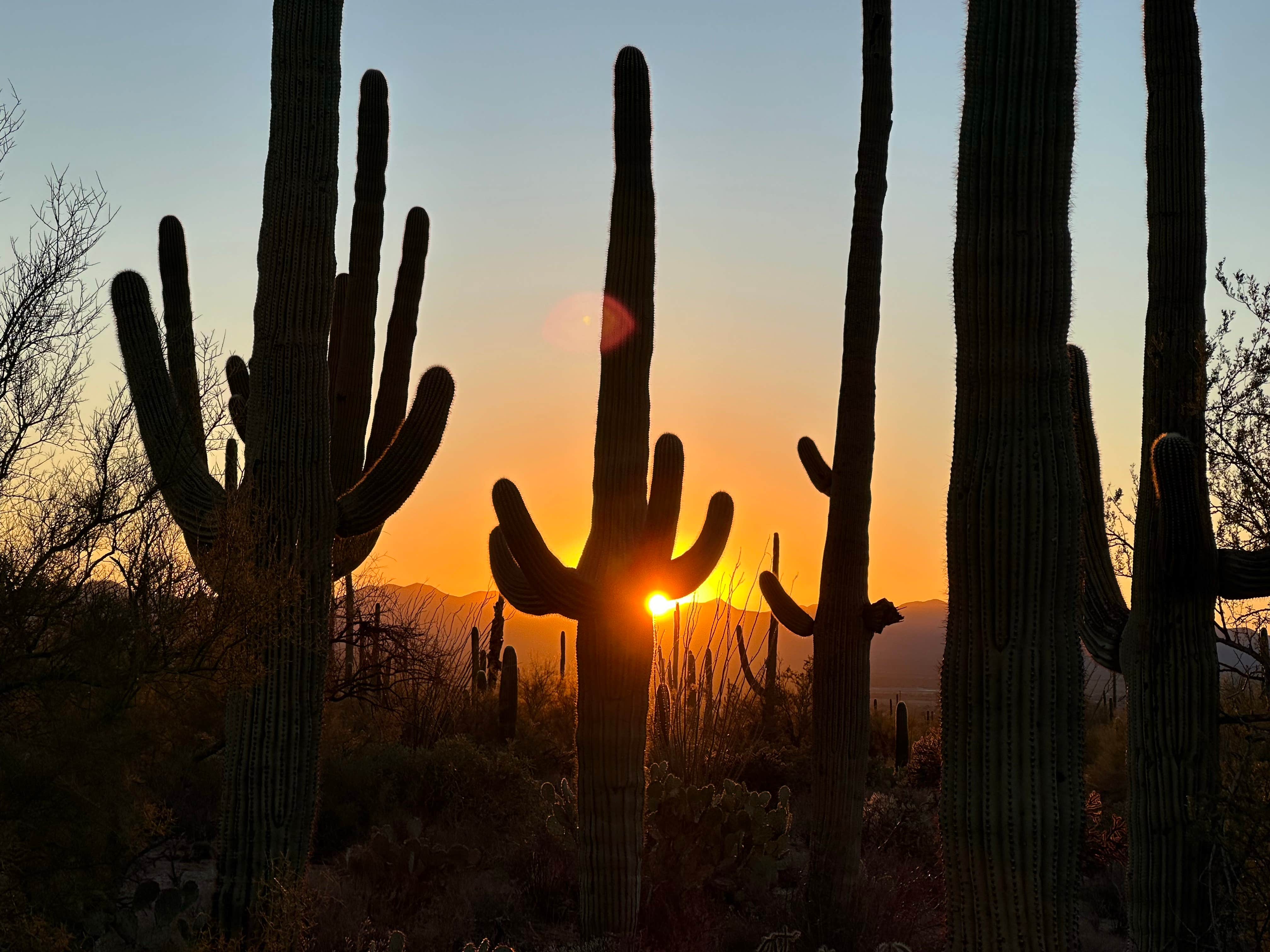 Teresa A.'s photo of a dispersed camping area at BLM Ironwood Forest National Monument - Reservation Road Dispersed Camping near Tucson, AZ