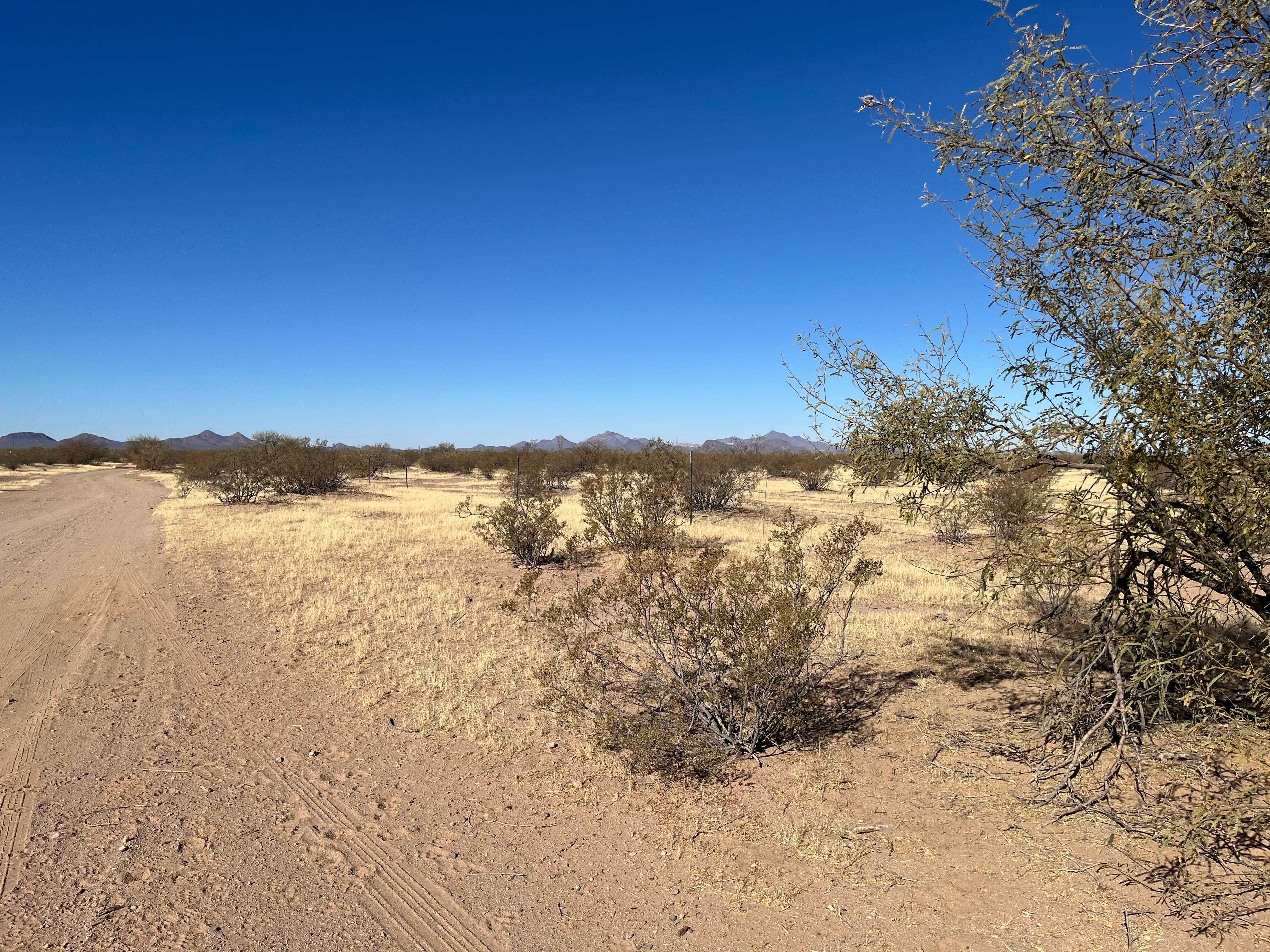 Camper-submitted photo at BLM Ironwood Forest National Monument - Reservation Road Dispersed Camping near Tucson, AZ