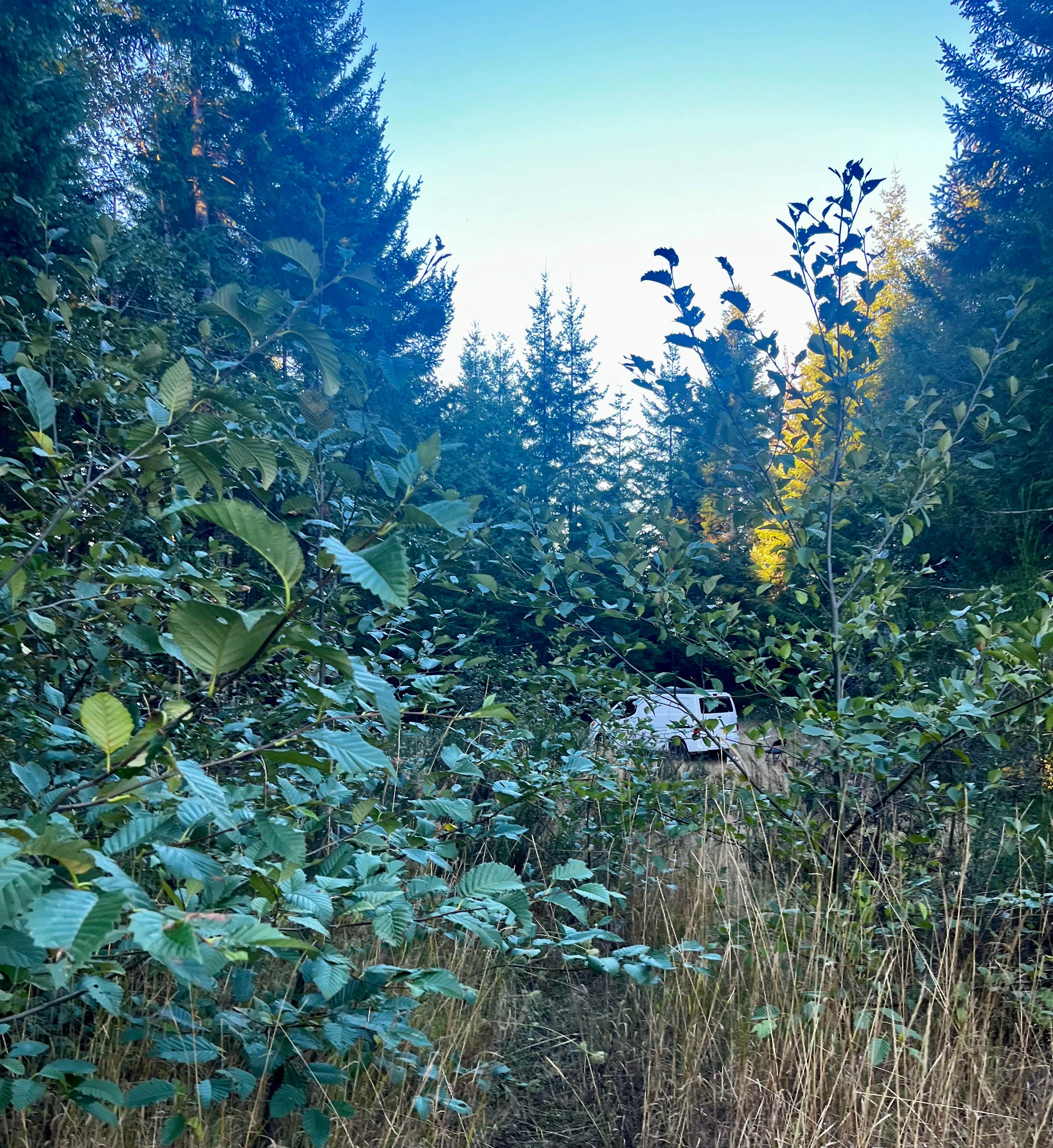 Camper-submitted photo at BLM Kentucky Falls Road near Florence, OR