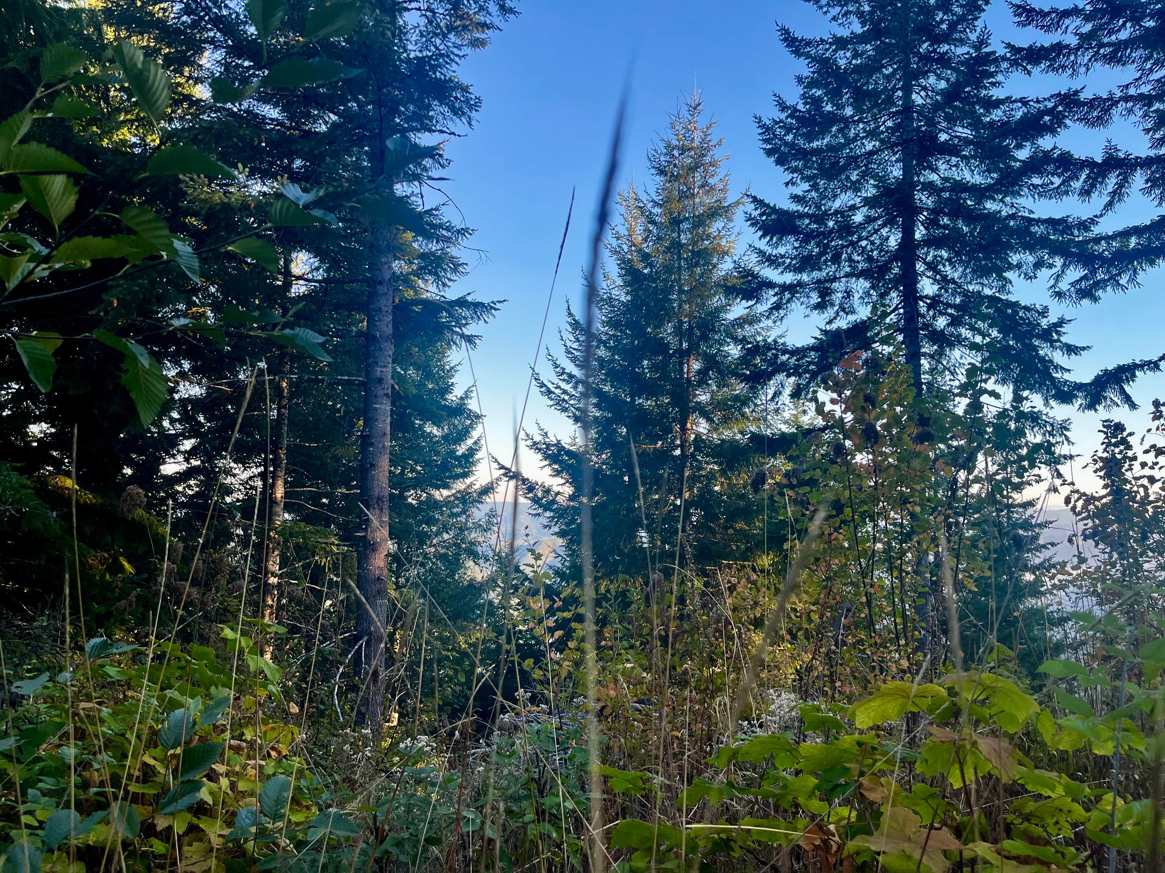 Camper-submitted photo at BLM Kentucky Falls Road near Florence, OR