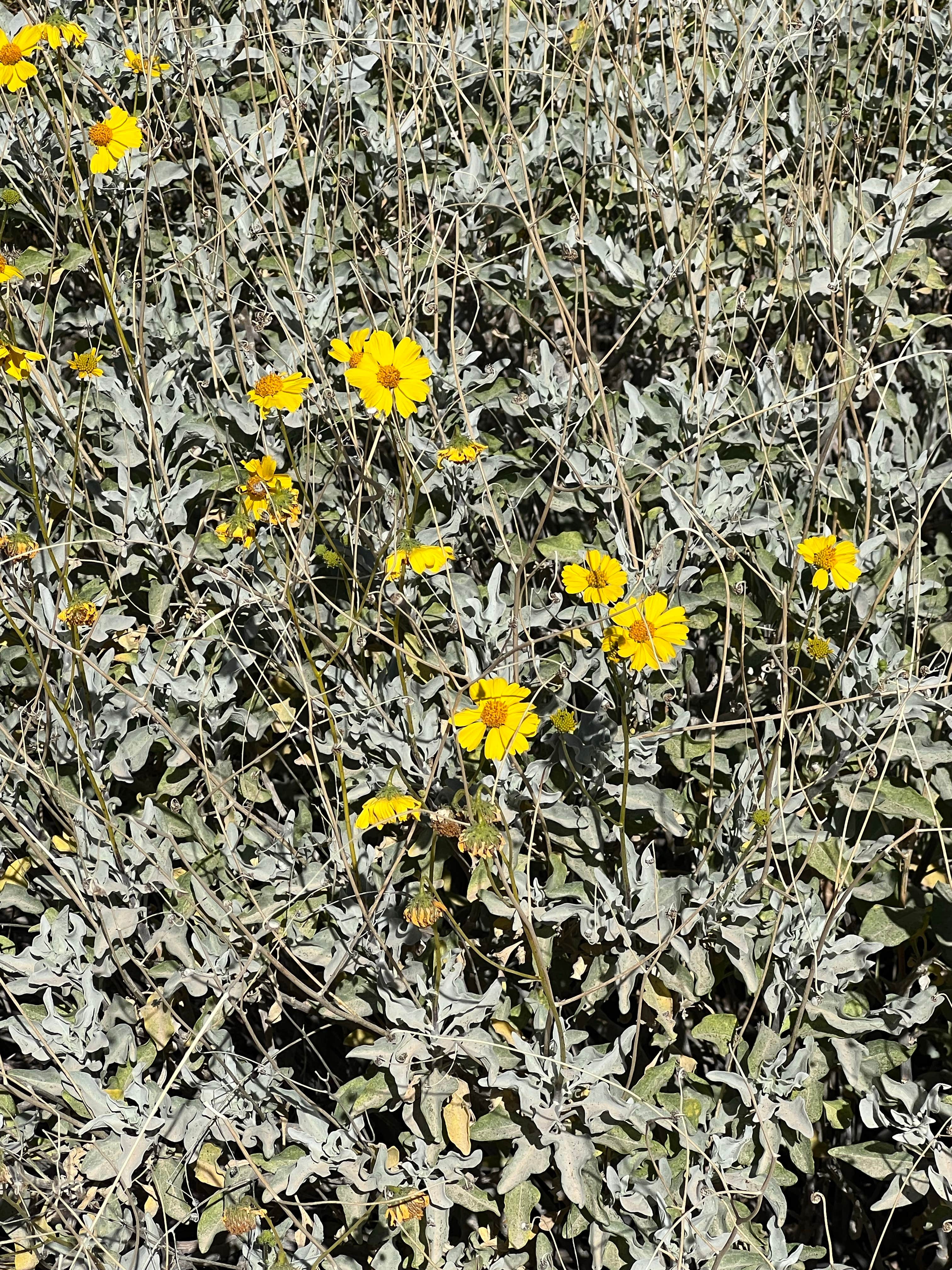 Camping near KOFA National Wildlife Refuge - King Valley Road: BLM King Valley Road Free Dispersed, Cibola, Arizona