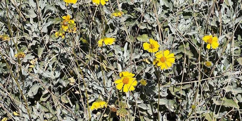 Camper submitted image from BLM King Valley Road Free Dispersed