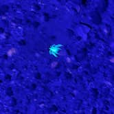 Review photo of BLM King Valley Road Free Dispersed by Christine B., December 18, 2025