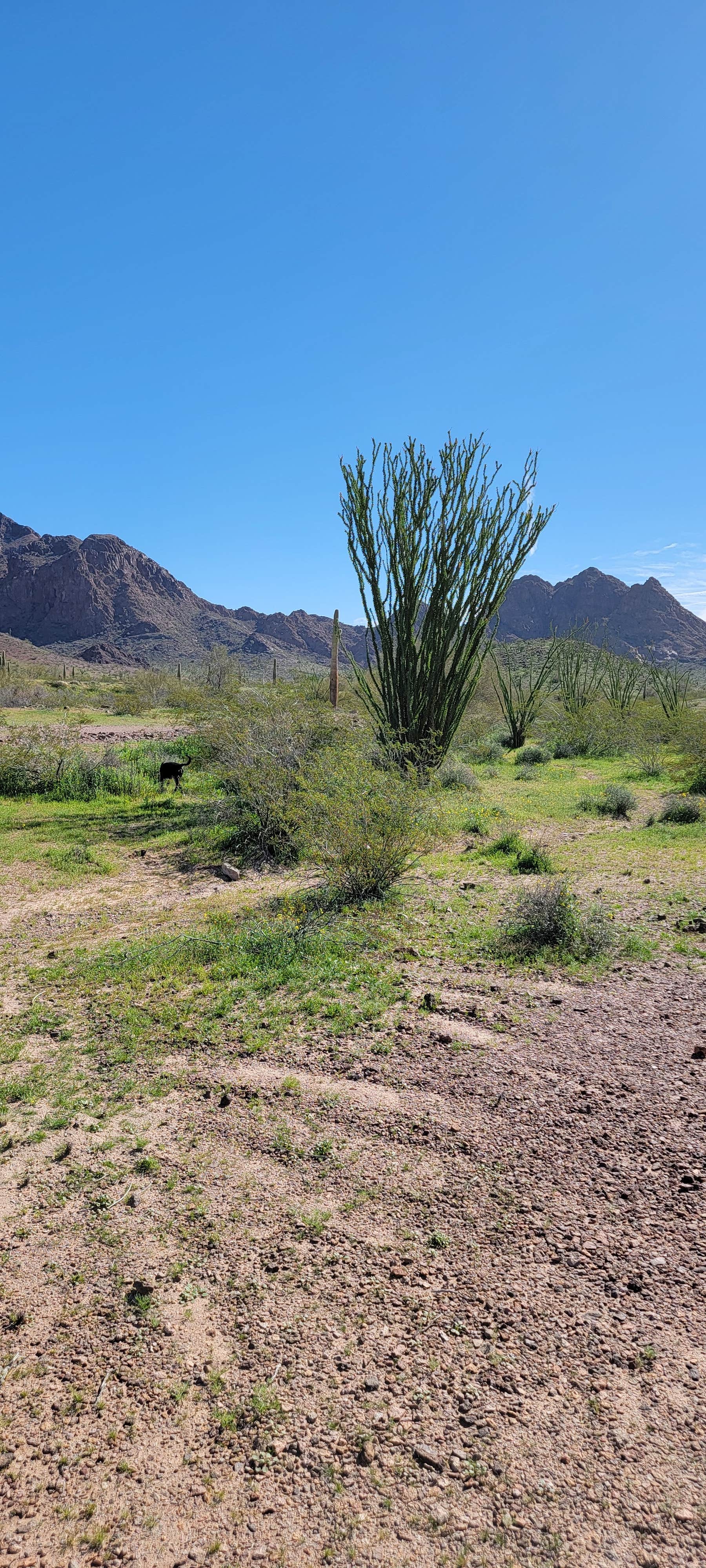 mike J.'s photo of camping with pets at BLM King Valley Road Free Dispersed near Wellton, AZ