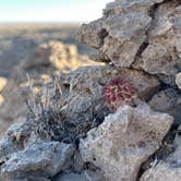 Review photo of Carlsbad BLM Land Dispersed by Robert A., March 12, 2025