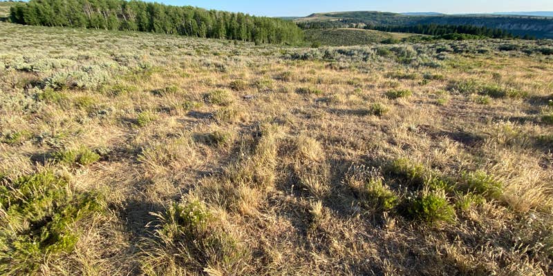 Camper submitted image from Fossil Butte National Monument BLM