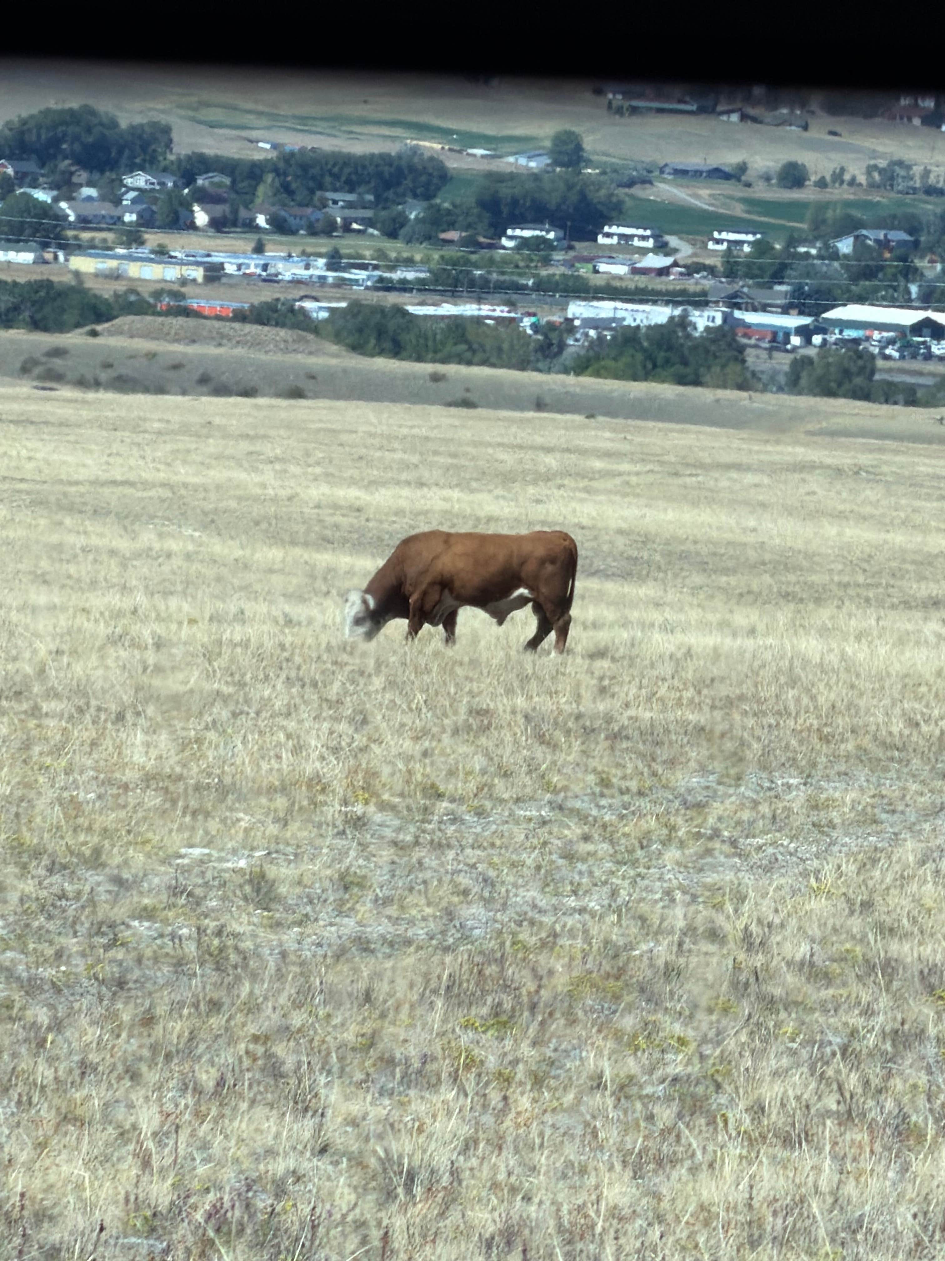 Camper-submitted photo at BLM - Livingston near Melville, MT