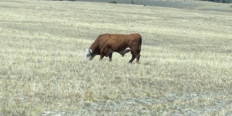 Camper submitted image from BLM - Livingston