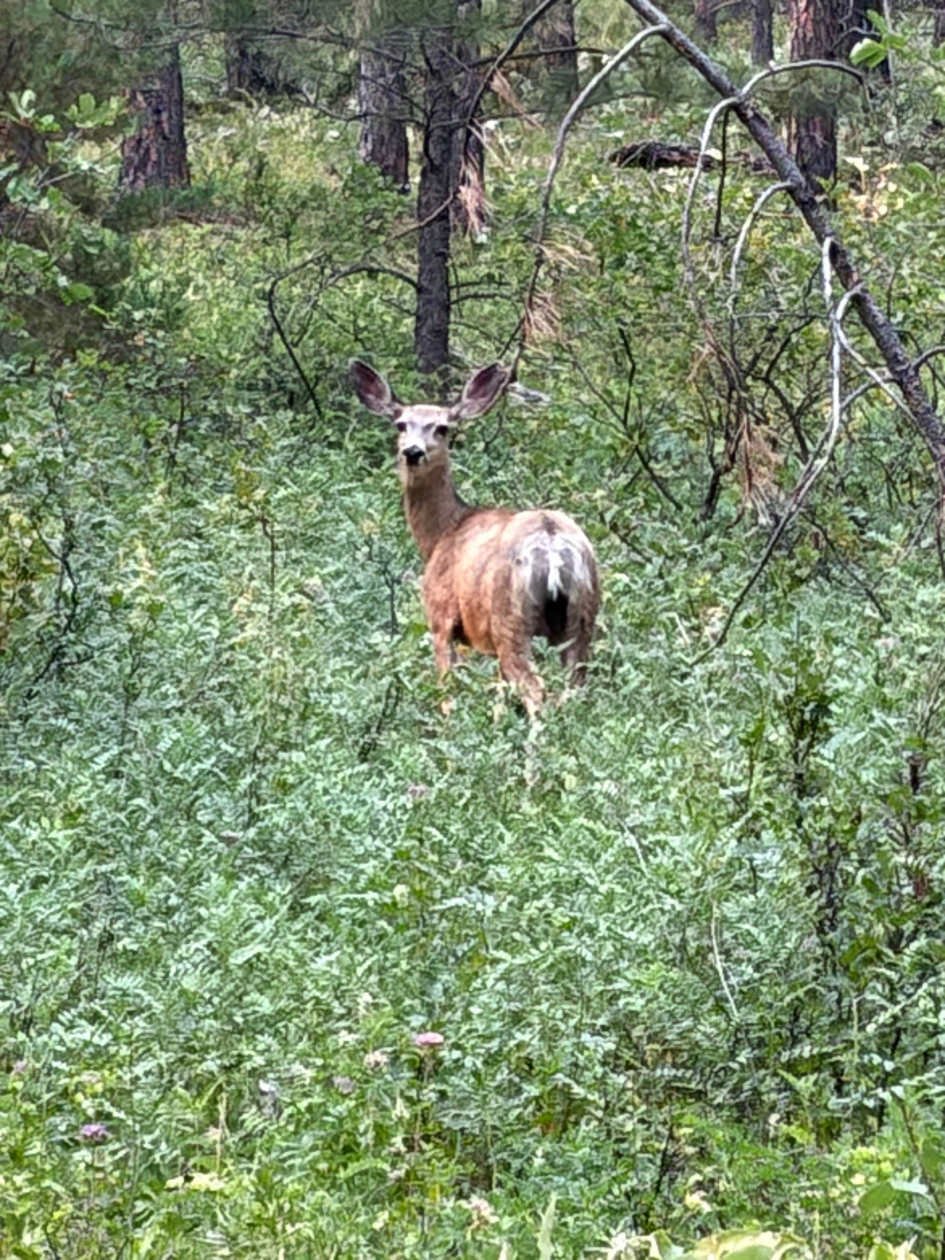 Camping near Buckhorn Store, Cabins & RV Park: BLM Montana Gulch Campground, Zortman, Montana