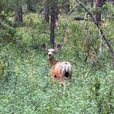 Review photo of BLM Montana Gulch Campground by Donald B., August 9, 2026