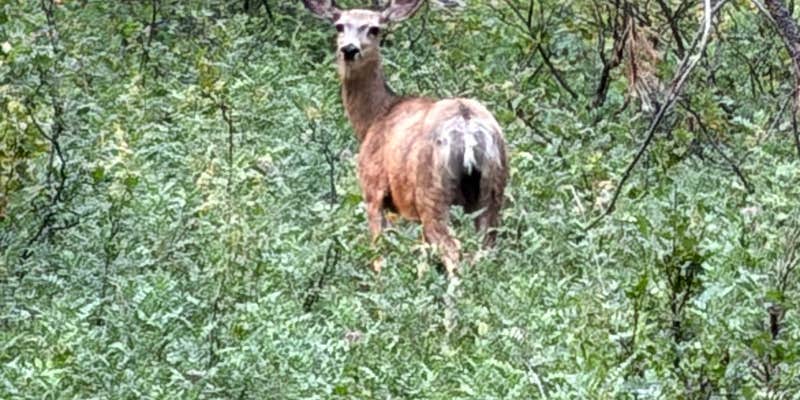 Camper submitted image from BLM Montana Gulch Campground