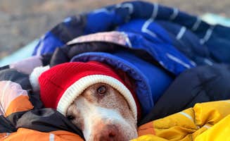 Danny T.'s photo of camping with pets at BLM mp 138.0 spur Dispersed near Parker Dam, CA
