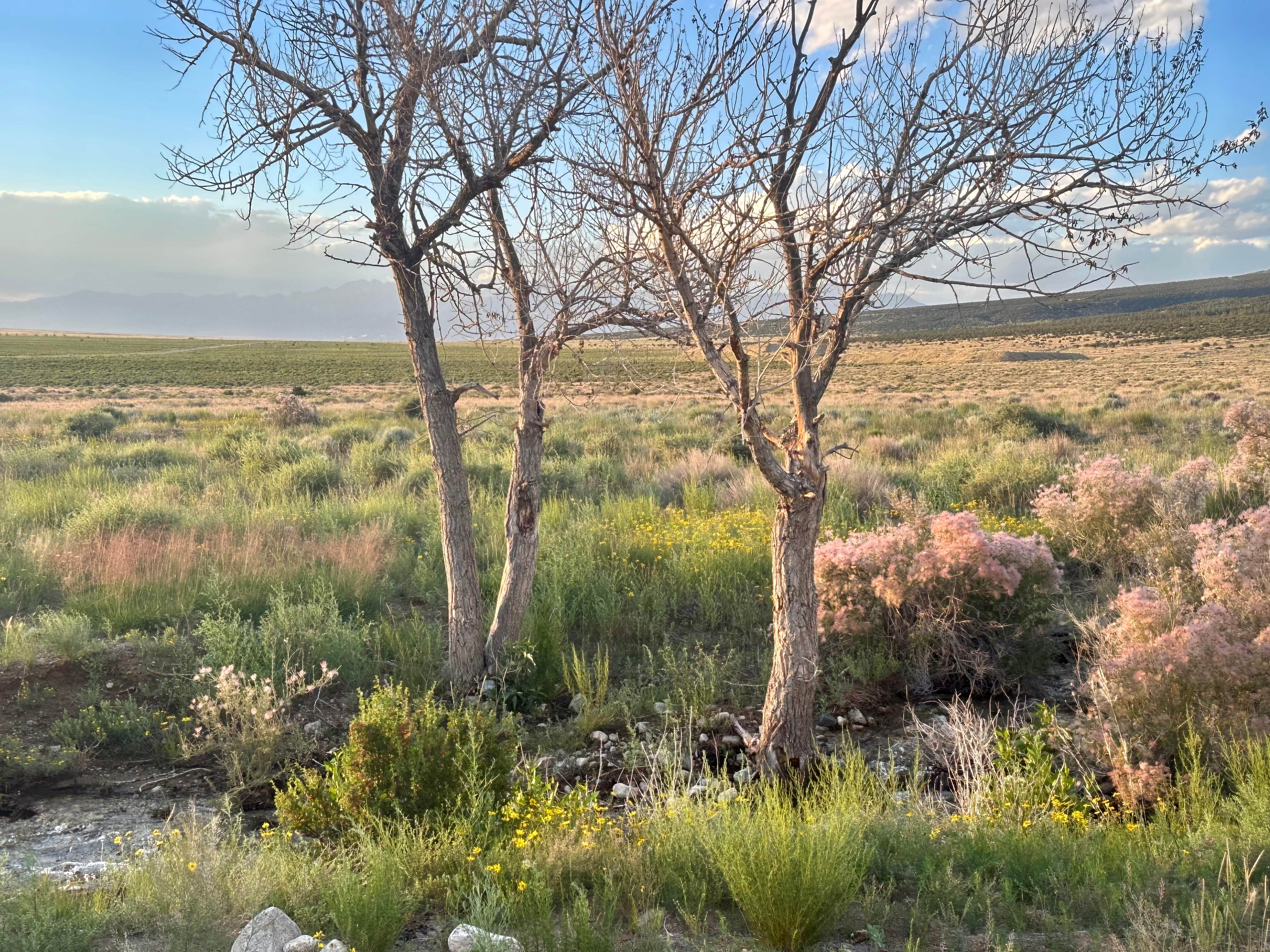 Camper-submitted photo at BLM Near Great Sand Dunes Hwy 150 near La Veta, CO
