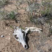 Review photo of BLM Near Great Sand Dunes Hwy 150 by Matthew Z., June 16, 2024