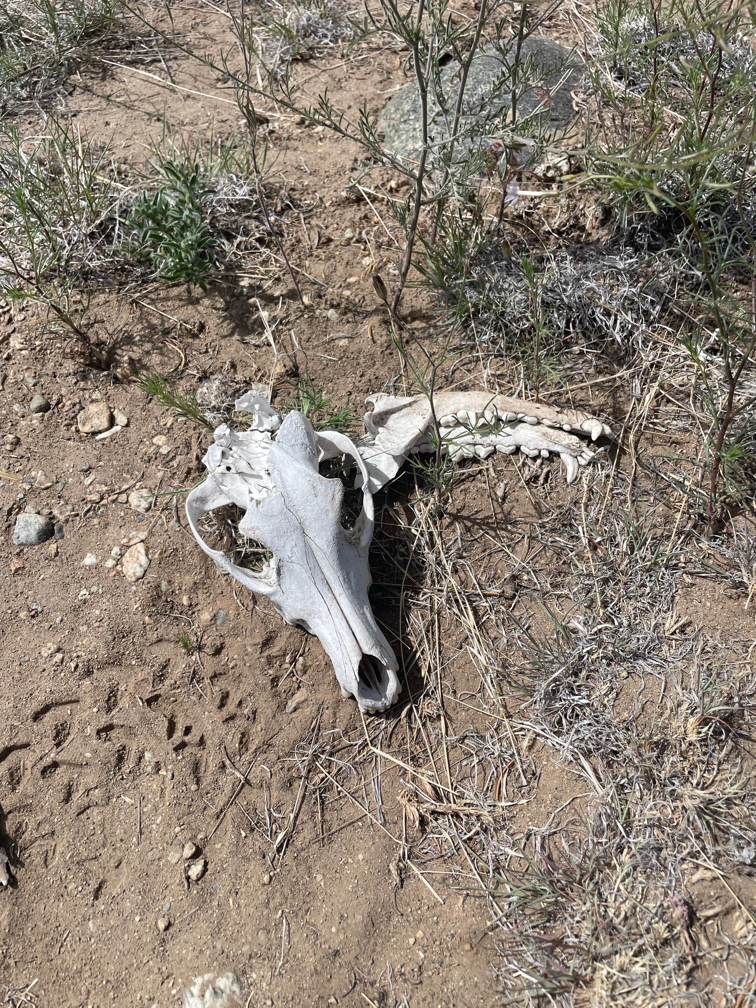 Camper submitted image from BLM Near Great Sand Dunes Hwy 150 - 2