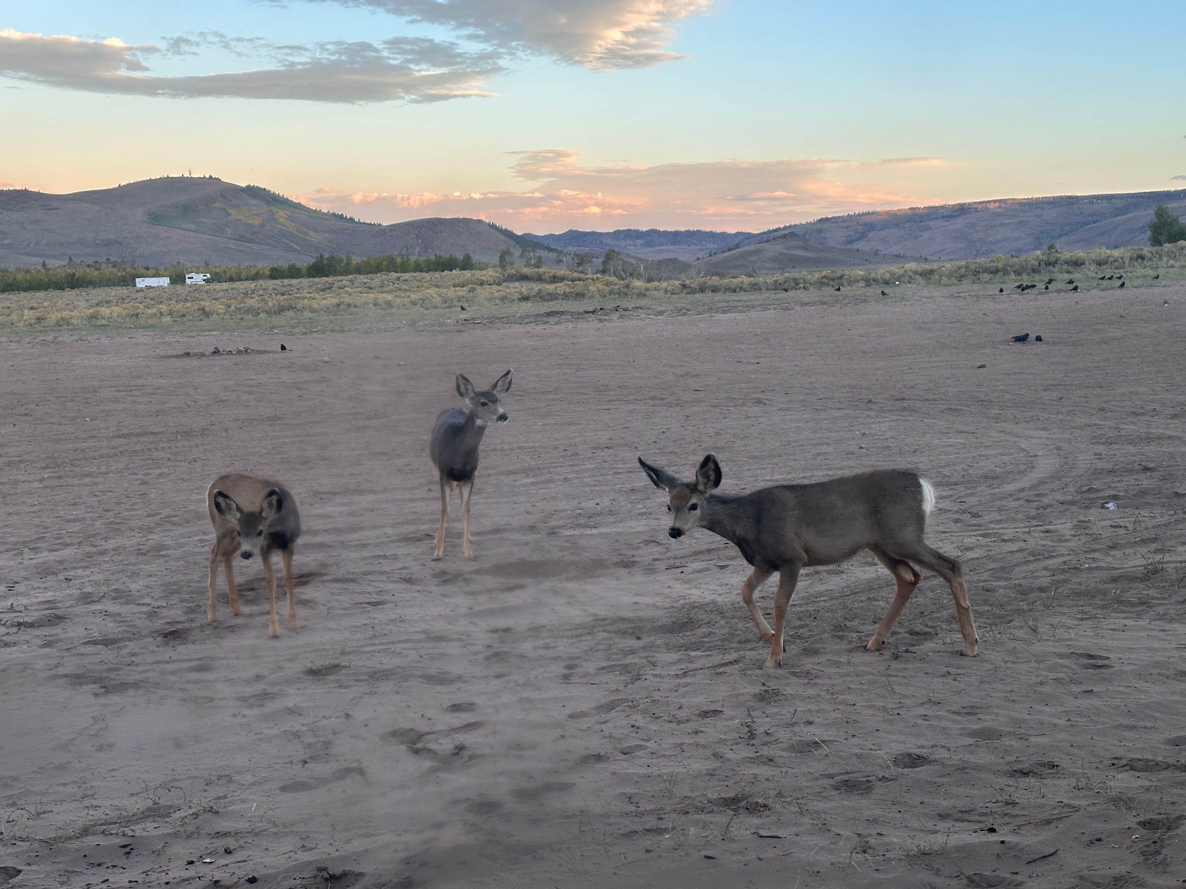 Camper submitted image from BLM North Sand Hills Campground - 4