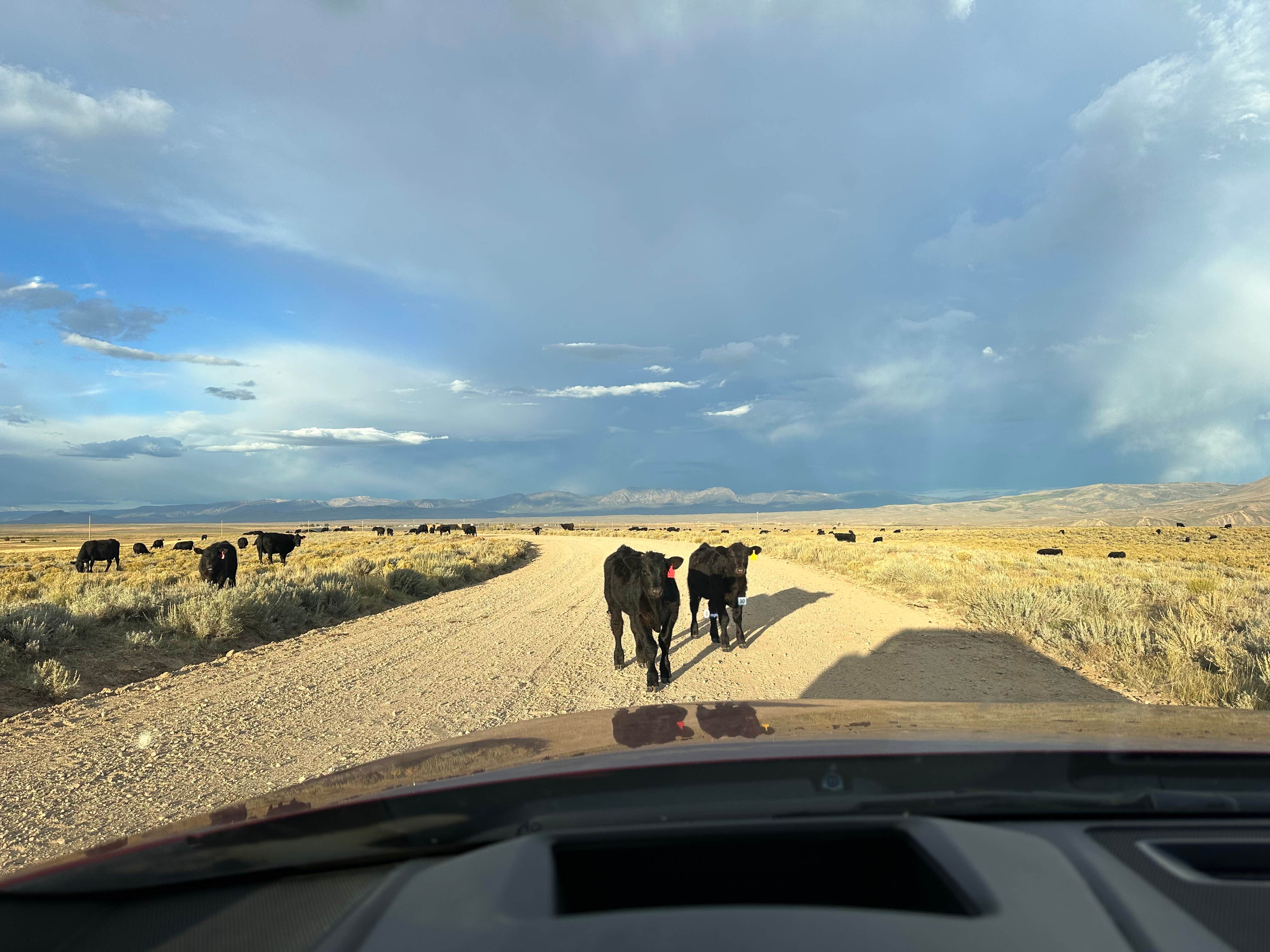 Camper submitted image from BLM North Sand Hills Campground - 5