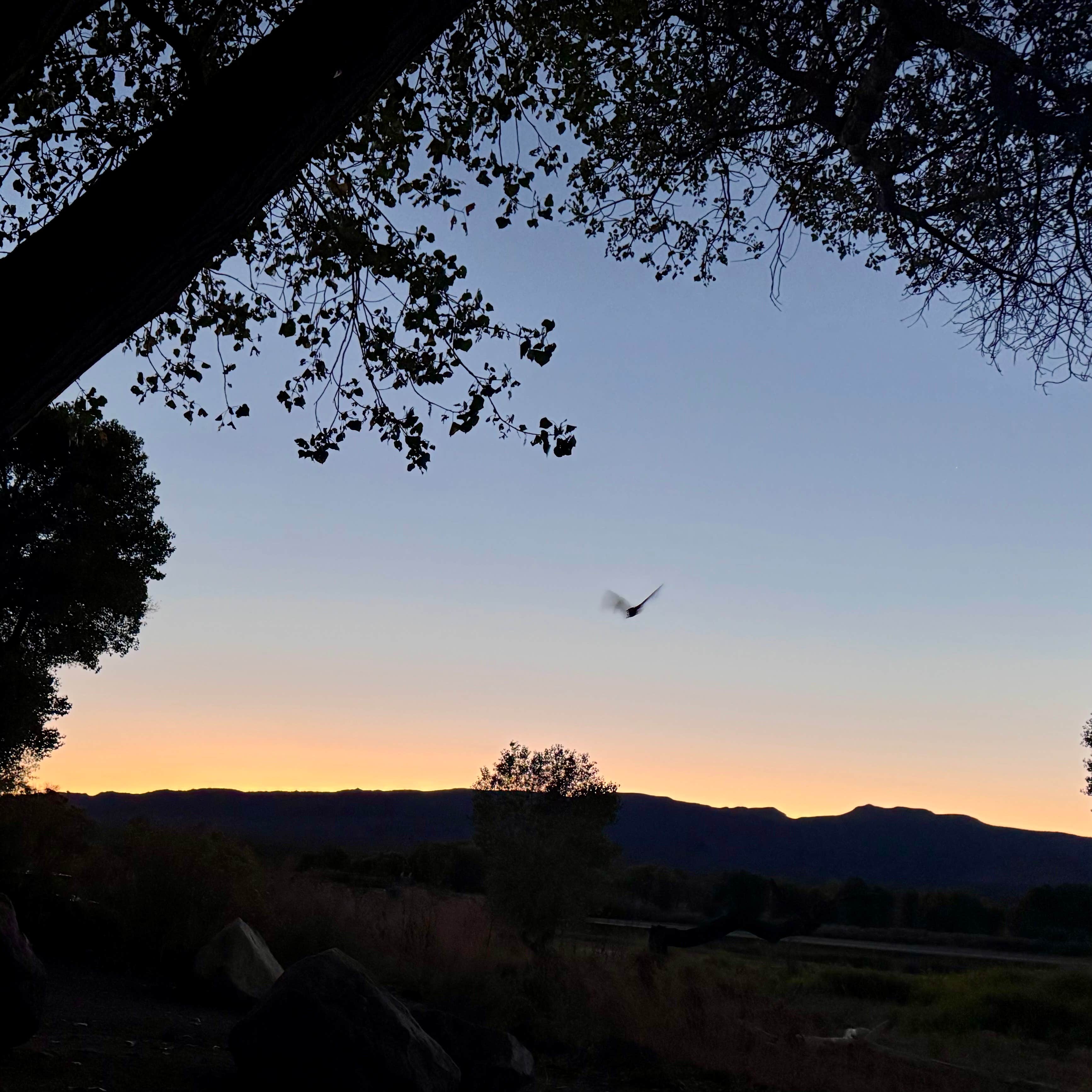 Camper-submitted photo at Upper Lake Road BLM Campsite near Humboldt-Toiyabe National Forest Headquarters