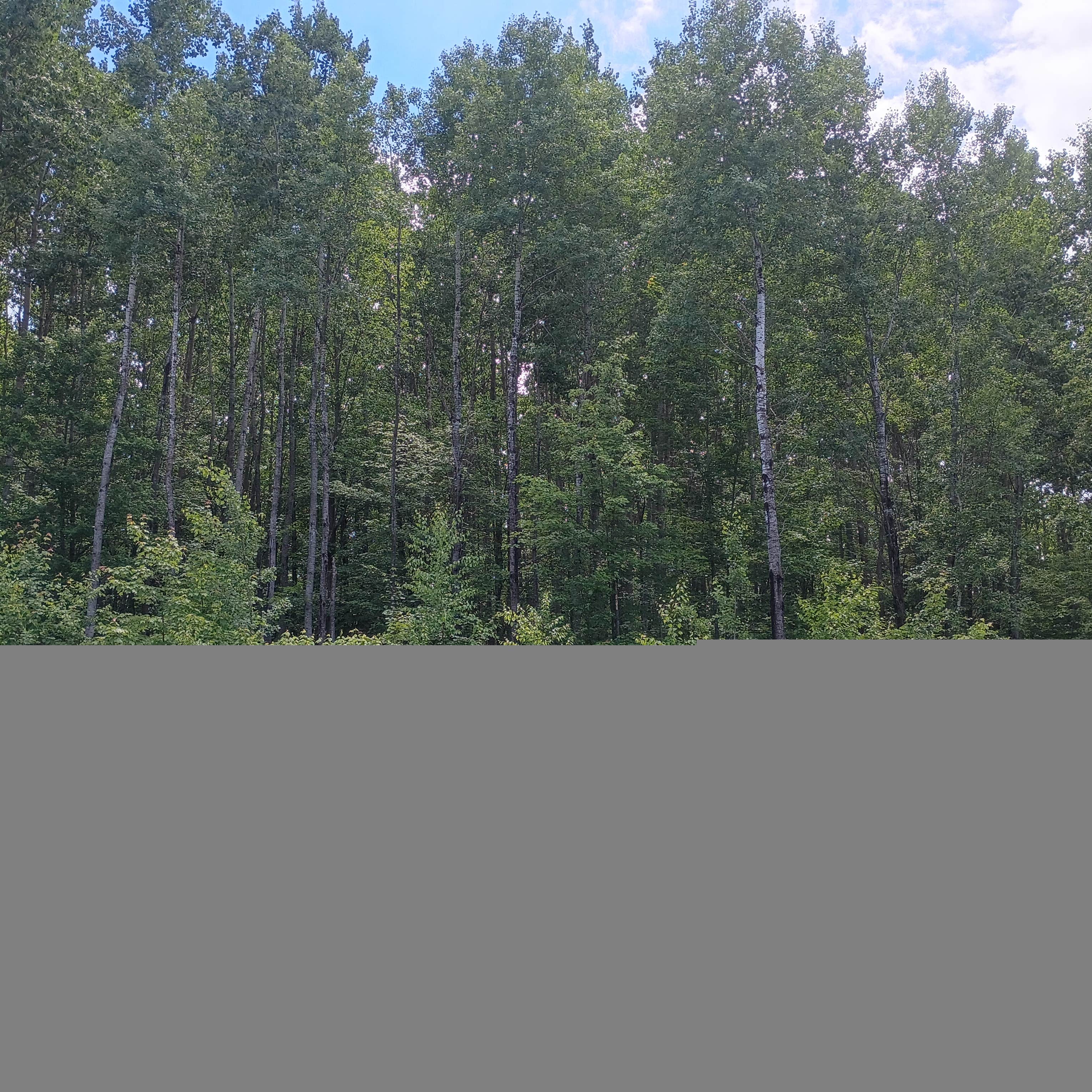Camper-submitted photo at Paul Bunyan State Forest Dispersed near Longville, MN