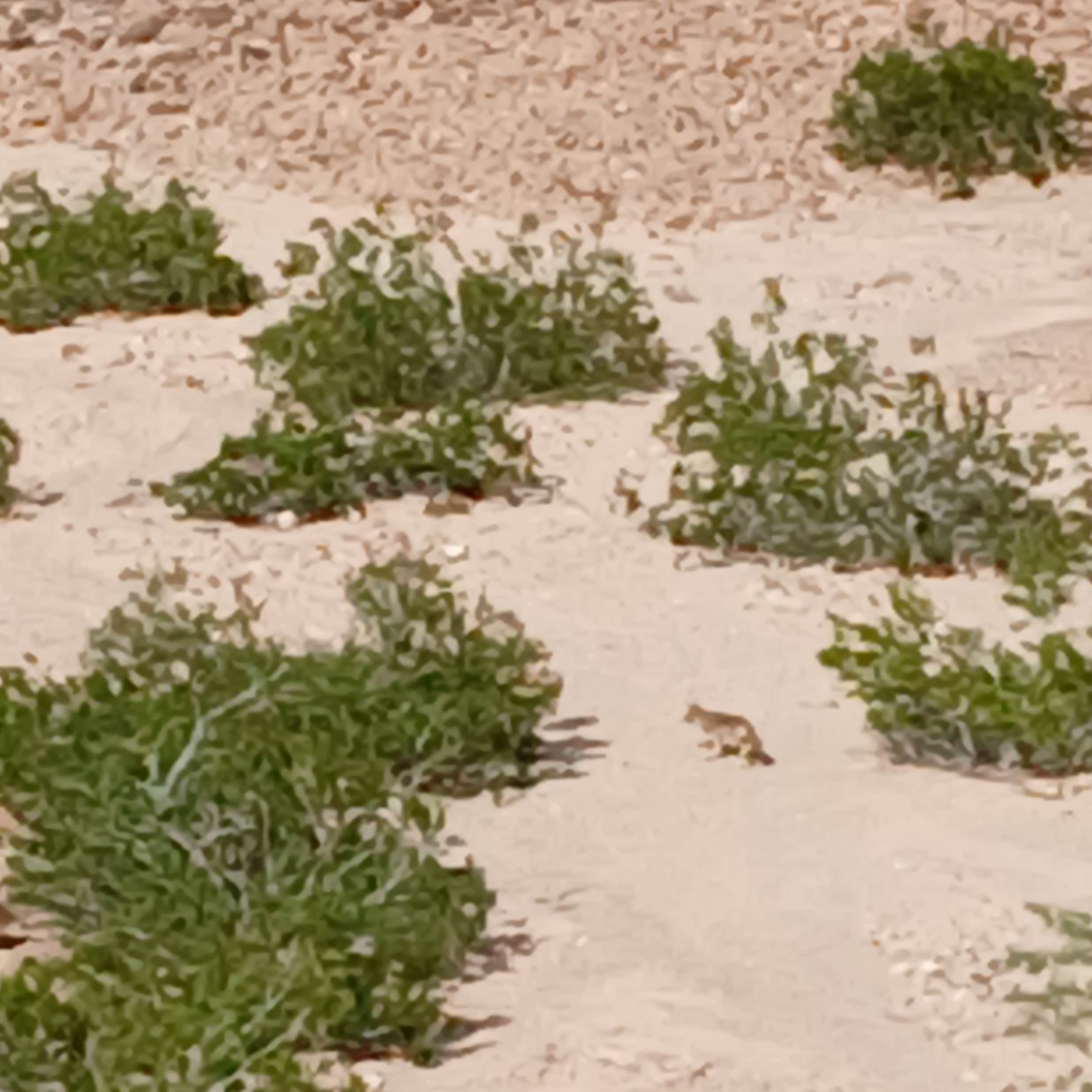 Camper-submitted photo at BLM Senator Wash Reservoir North Shore near Winterhaven, CA